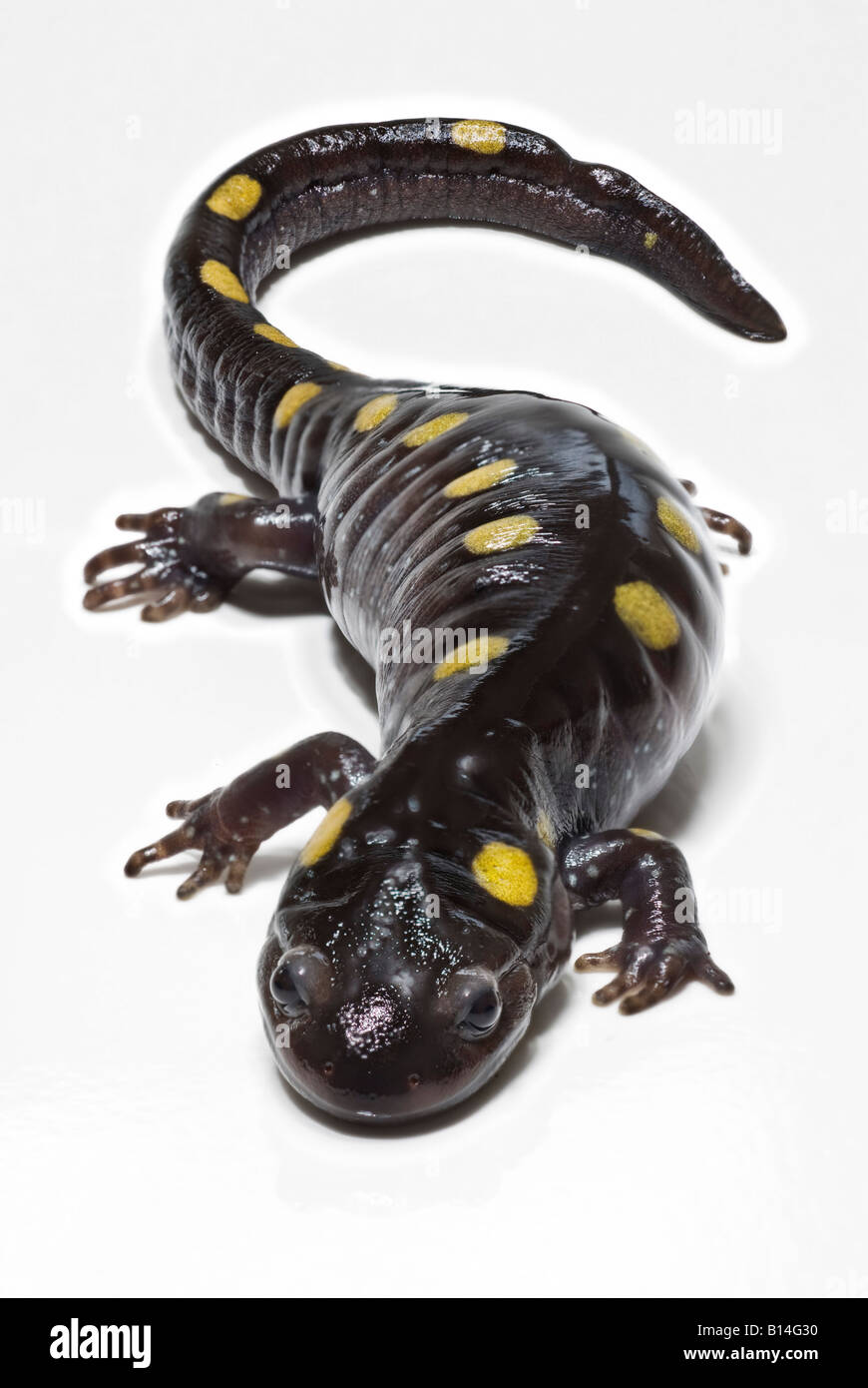 spotted salamander Ambystoma maculatum Stock Photo