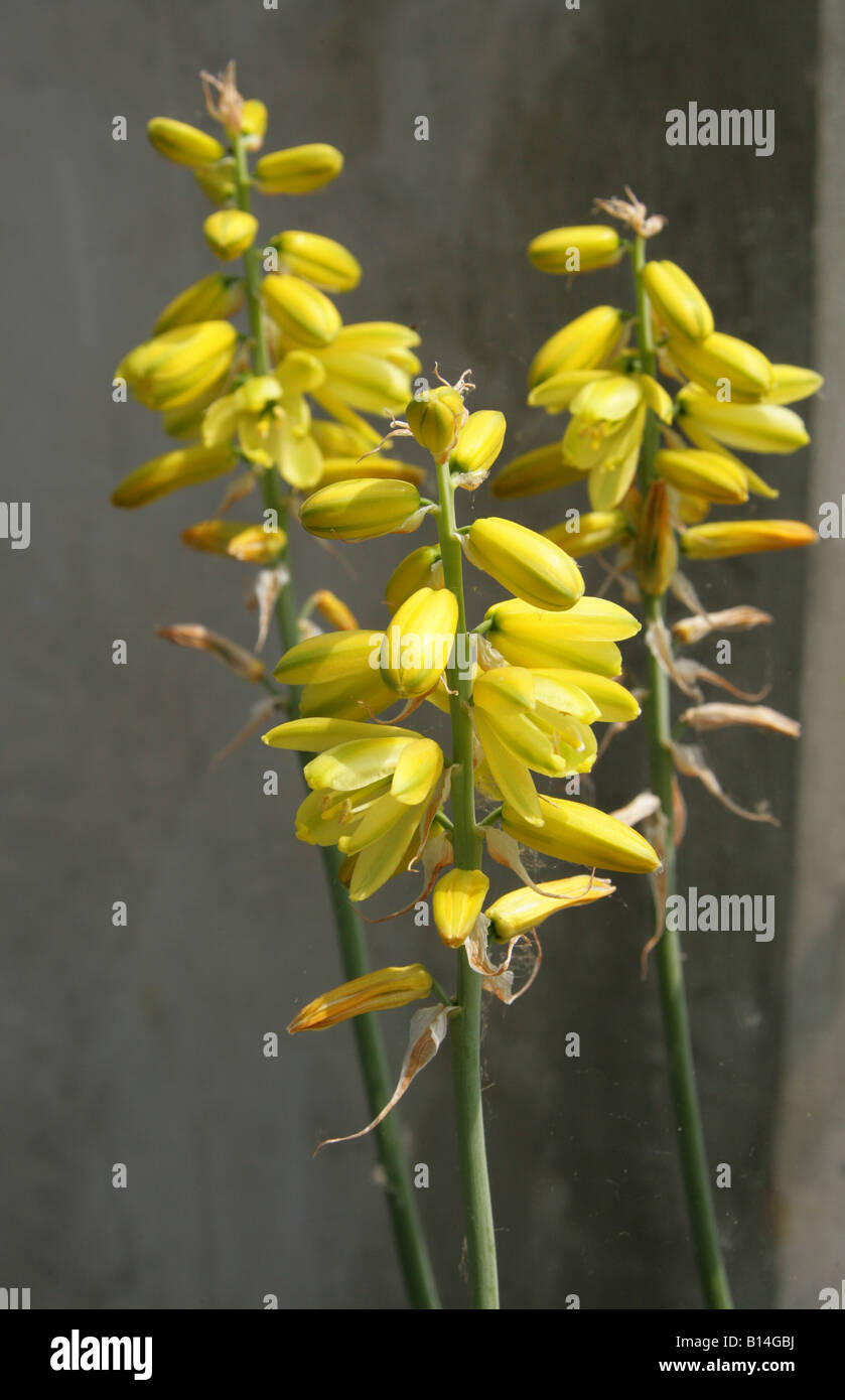 Albuca pendula, Hyacinthaceae, Saudi Arabia Stock Photo