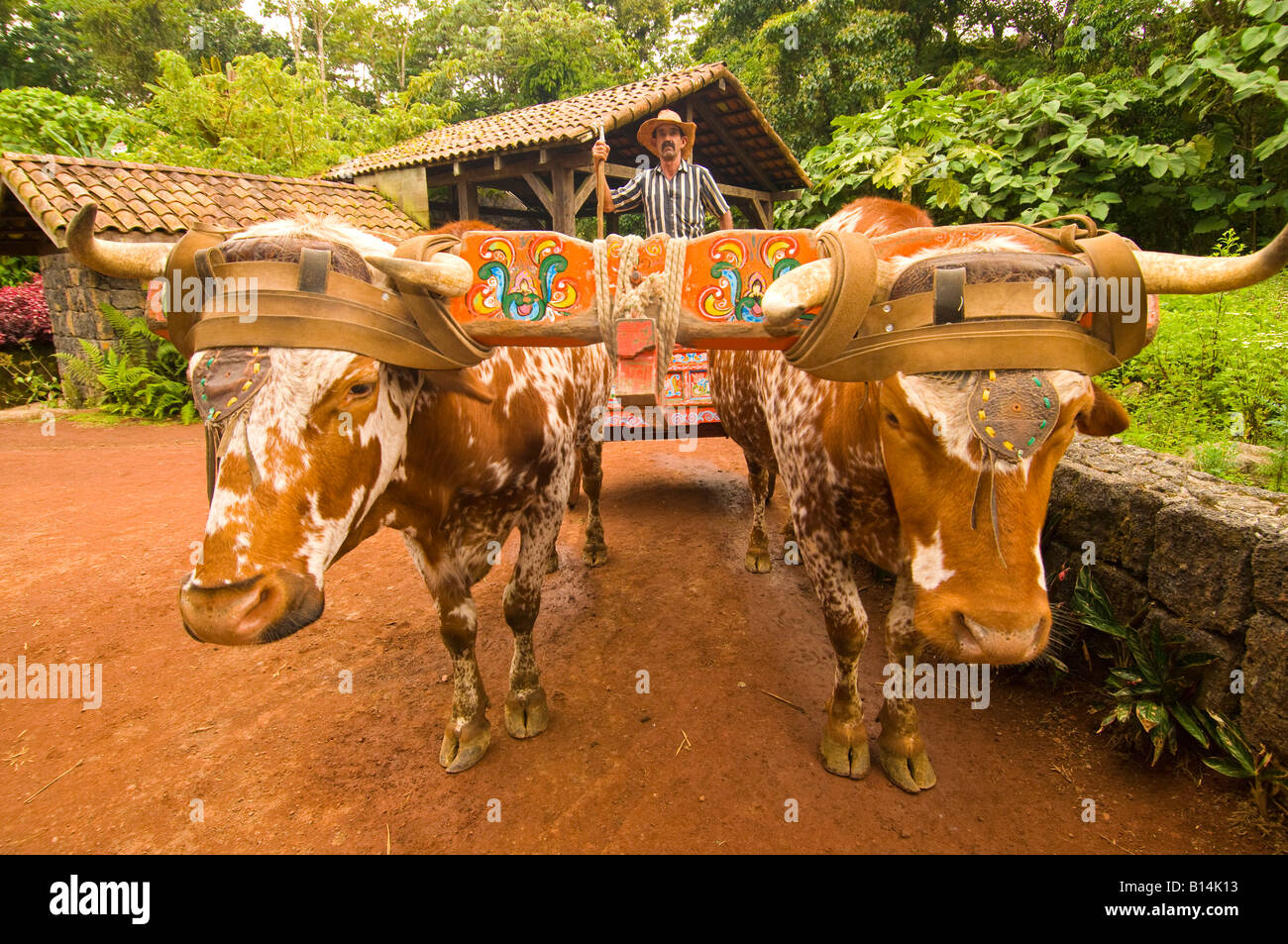 Costa rica cowboy oxen bulls hires stock photography and images Alamy