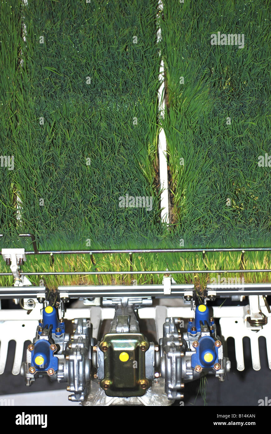 Paddy seedlings on transplanter Stock Photo