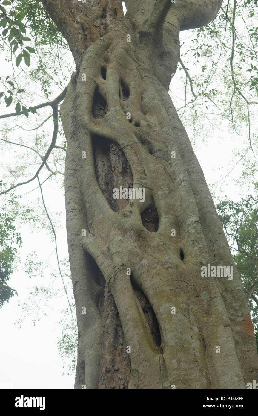 Closeup Banyan tree wrapping its