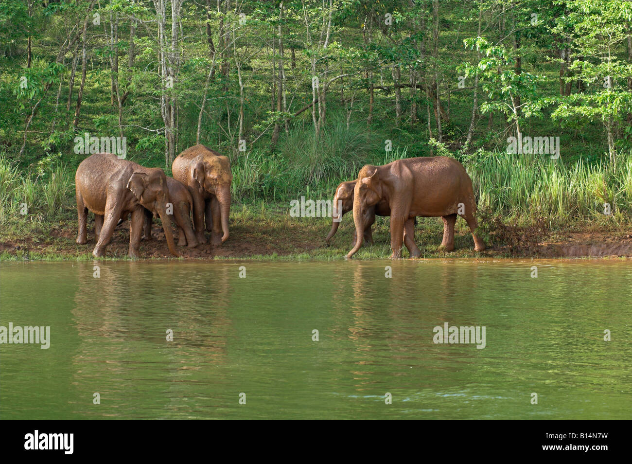 Family of wild Indian elephants giving themselves a cooling "mud bath