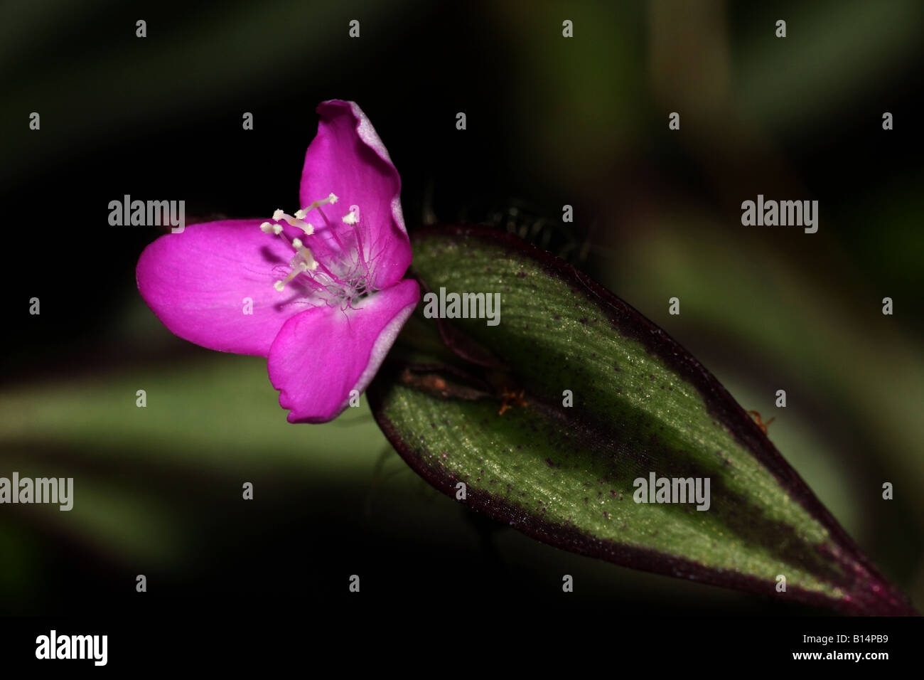 A small pink flower and its beautiful succulent leave Stock Photo