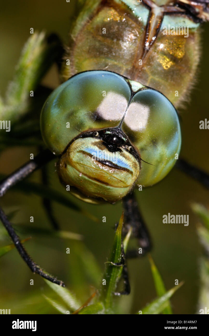 Emperor dragonfly Anax imperator male showing large compound eyes meeting on top of the head UK Stock Photo