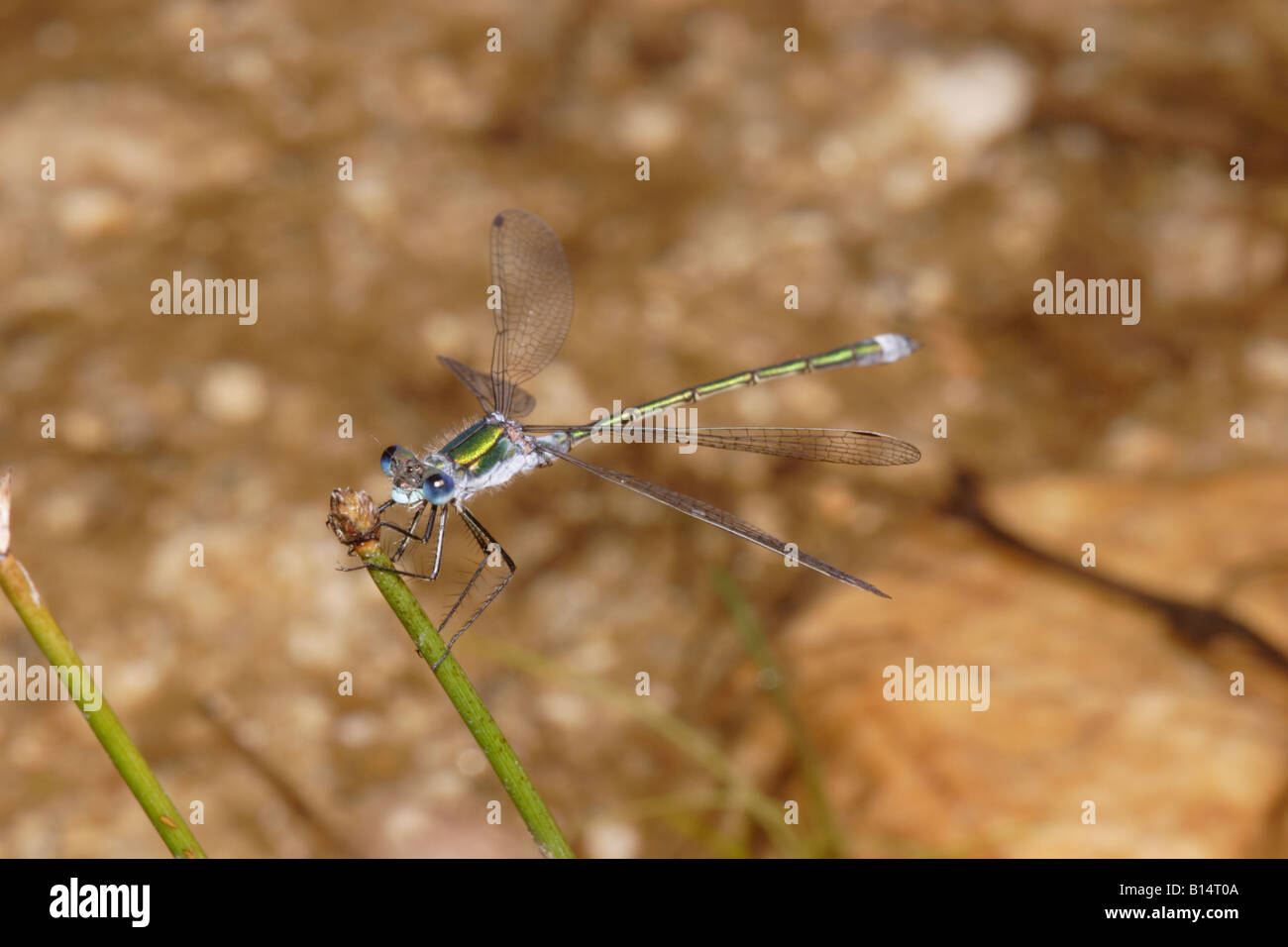 Emerald damselfly Lestes sponsa male UK Stock Photo - Alamy