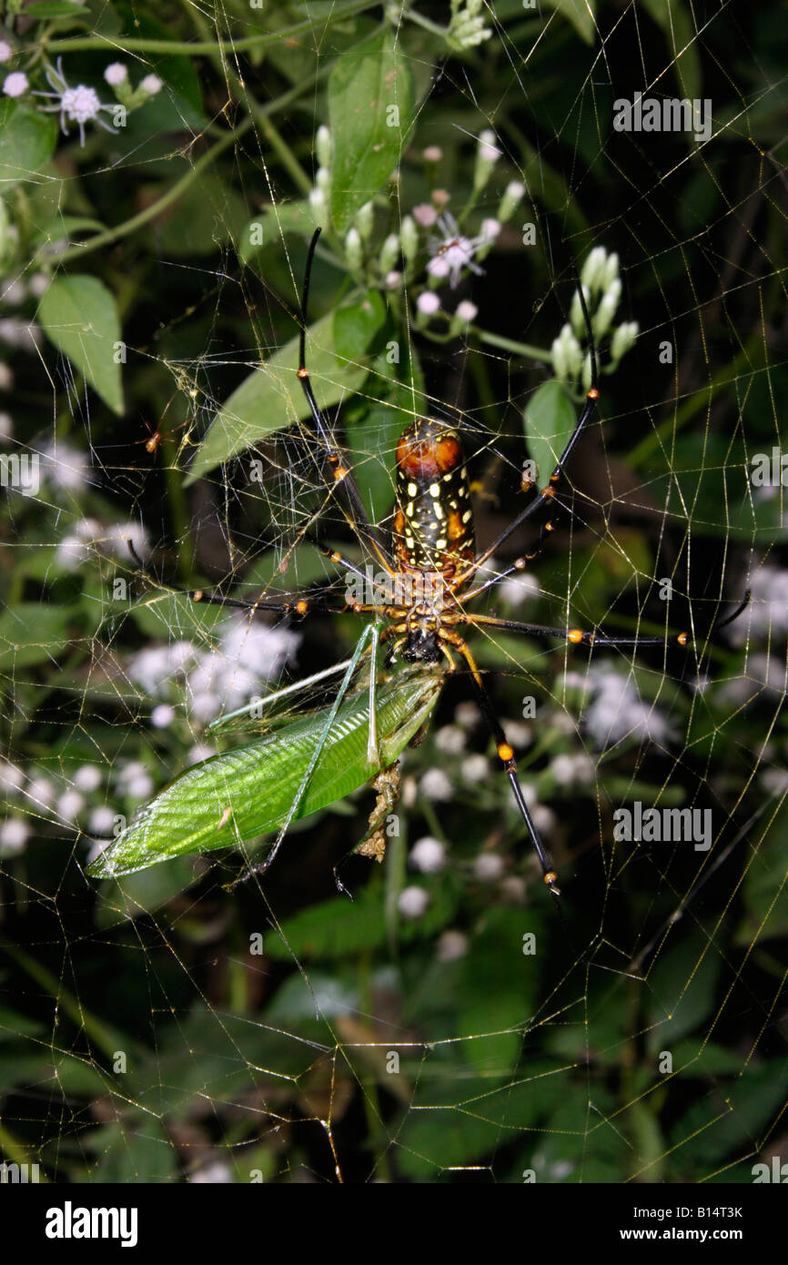 Banana spider Nephila pilipes Tetragnathidae huge female in web feeding on a katydid Tettigoniidae in rainforest Ghana Stock Photo