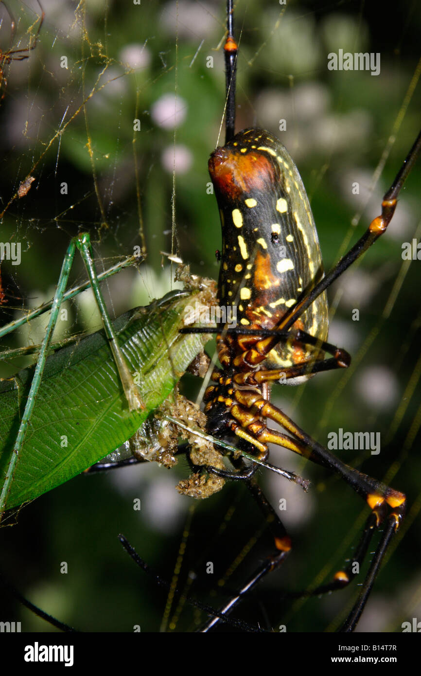 Banana spider Nephila pilipes Tetragnathidae feeding on a katydid in rainforest Ghana Stock Photo