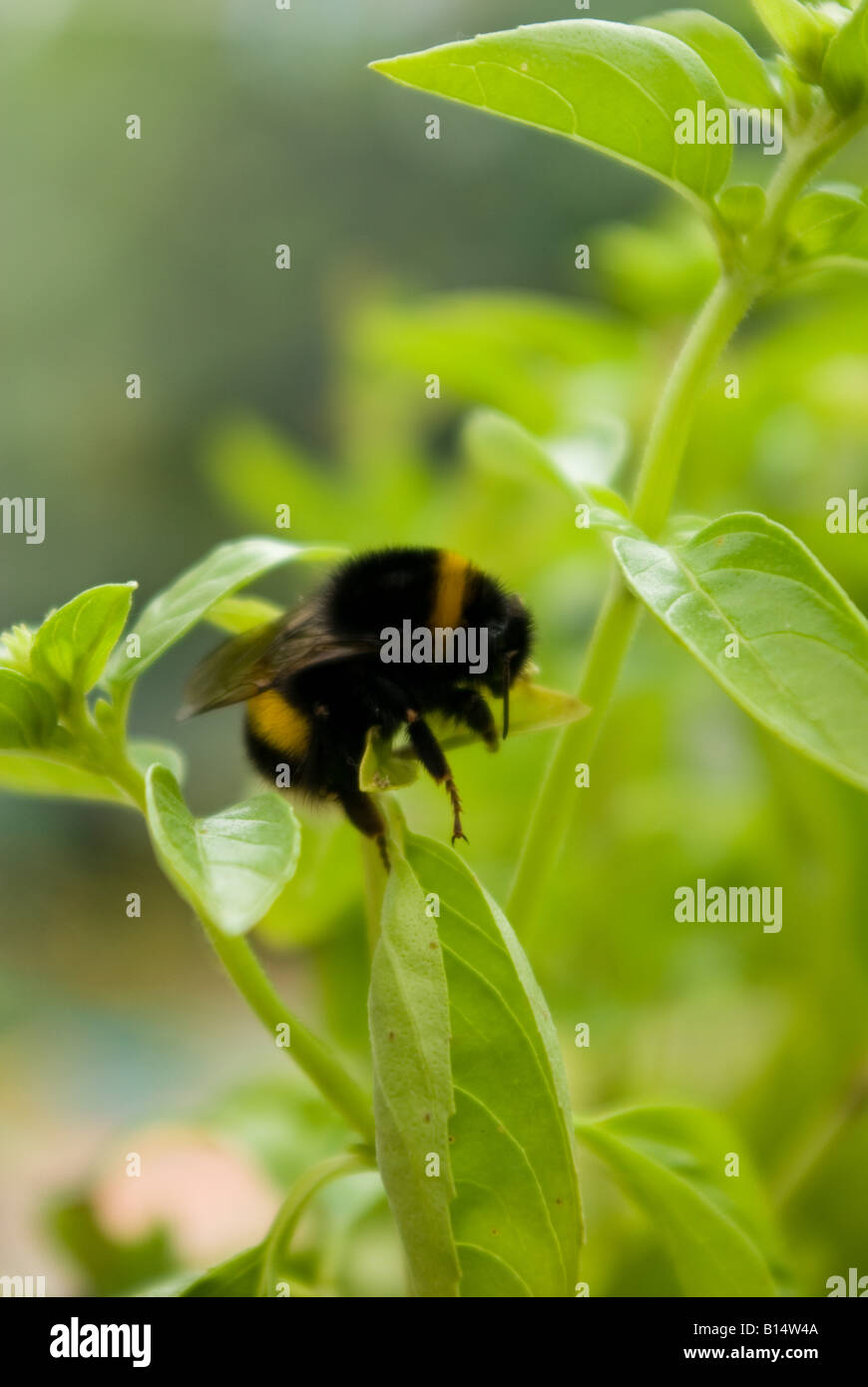 Bumble bee on Basil plant Stock Photo Alamy