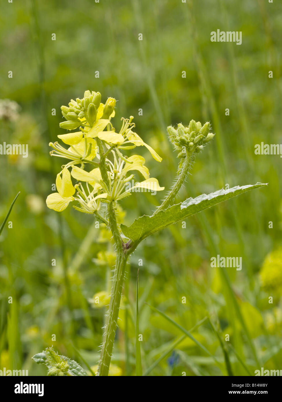 Charlock Sinapis arvensis (Brassicaceae) Stock Photo