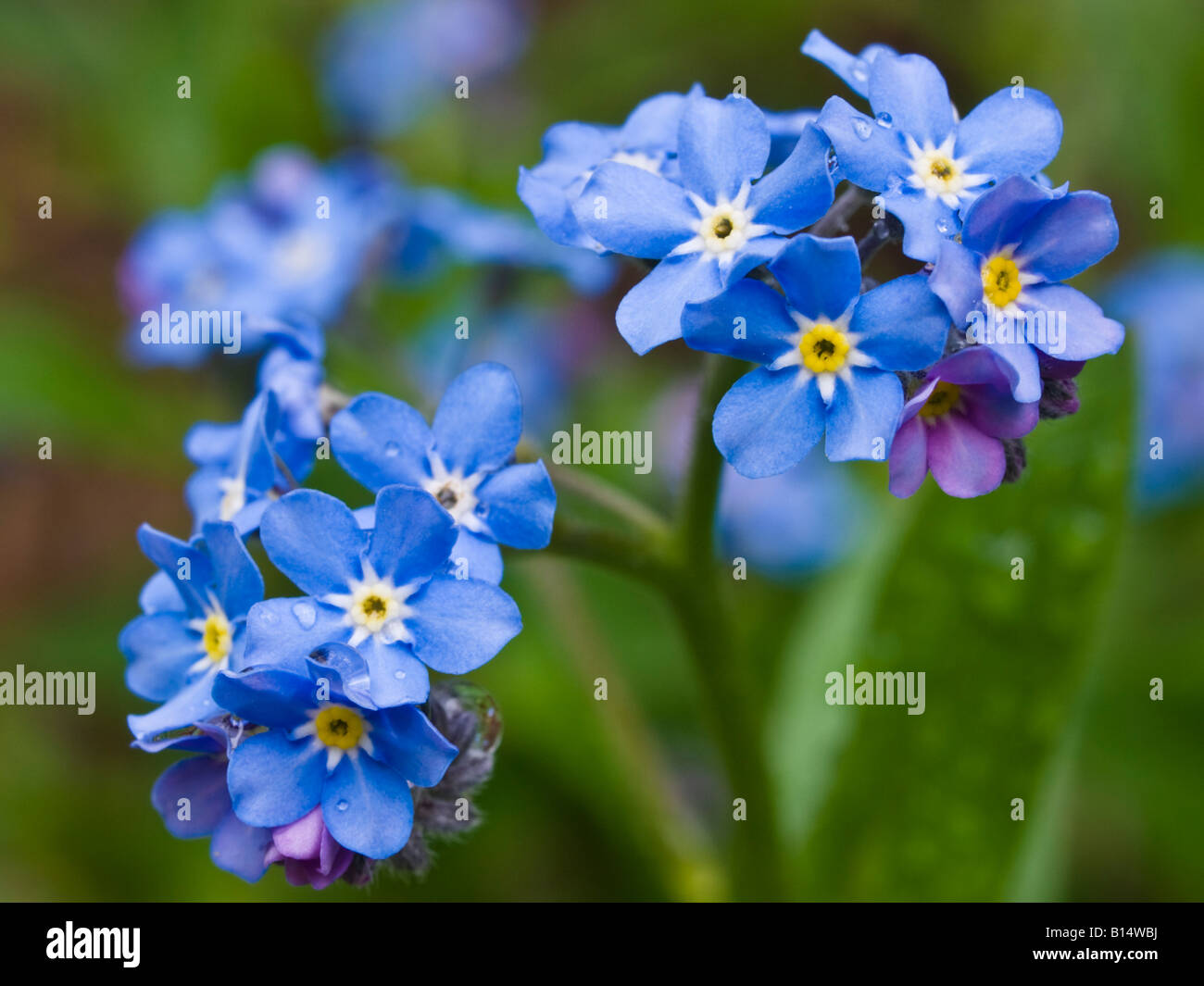 Page 11 Boraginaceae Myosotis High Resolution Stock Photography And Images Alamy