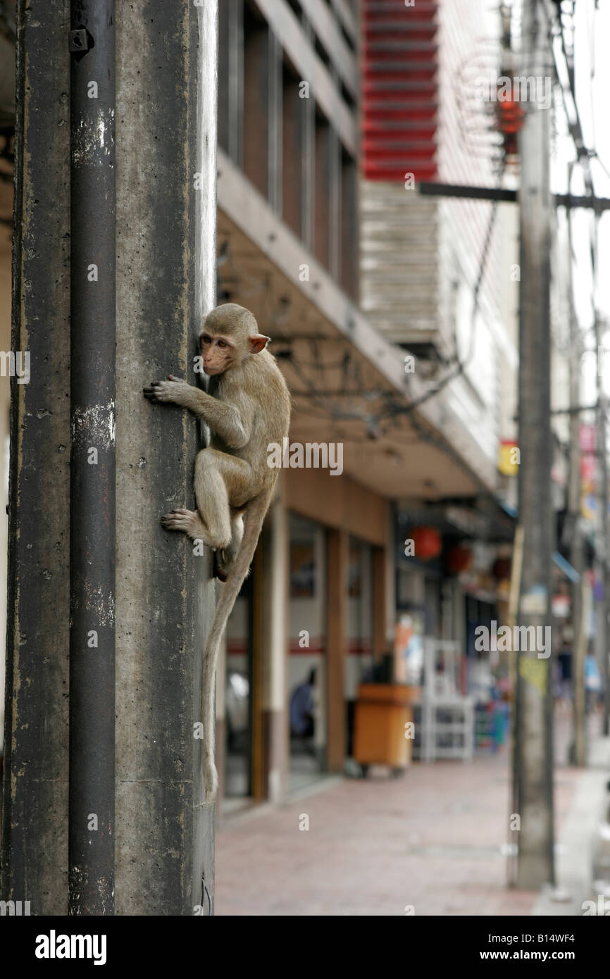 Monkey on pole hi-res stock photography and images - Alamy Monkey on pole hi-res stock photography and images - Alamy