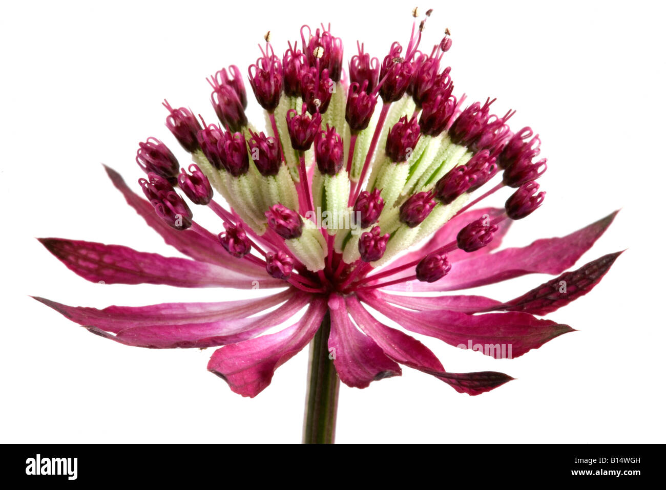 Close up of red flower of Astrantia major Stock Photo