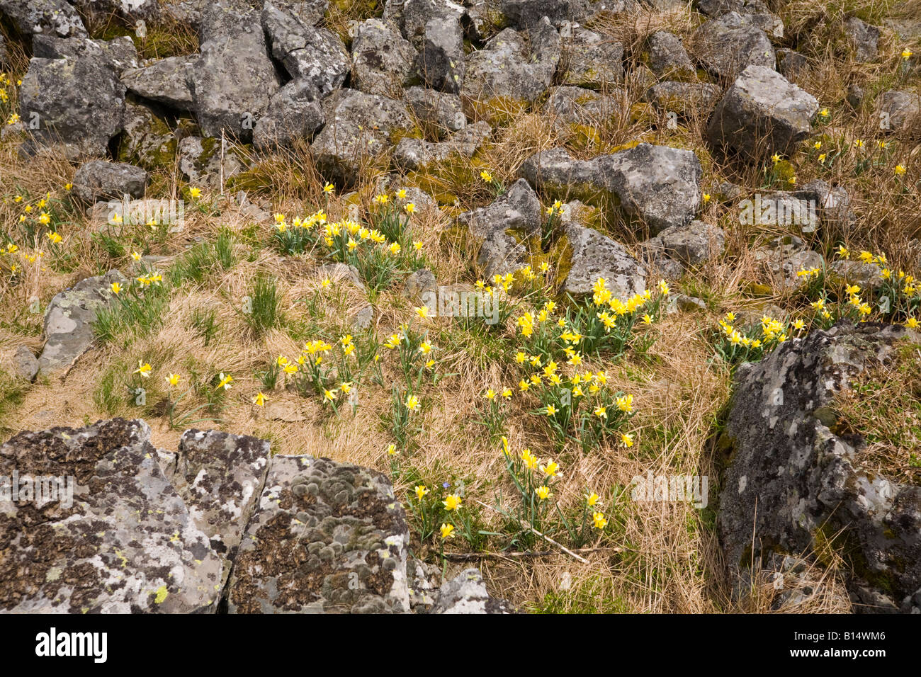 Daffodils on top of the Cezallier Massif (France). Jonquilles (Narcissus pseudonarcissus) dans le Cézallier (France). Stock Photo