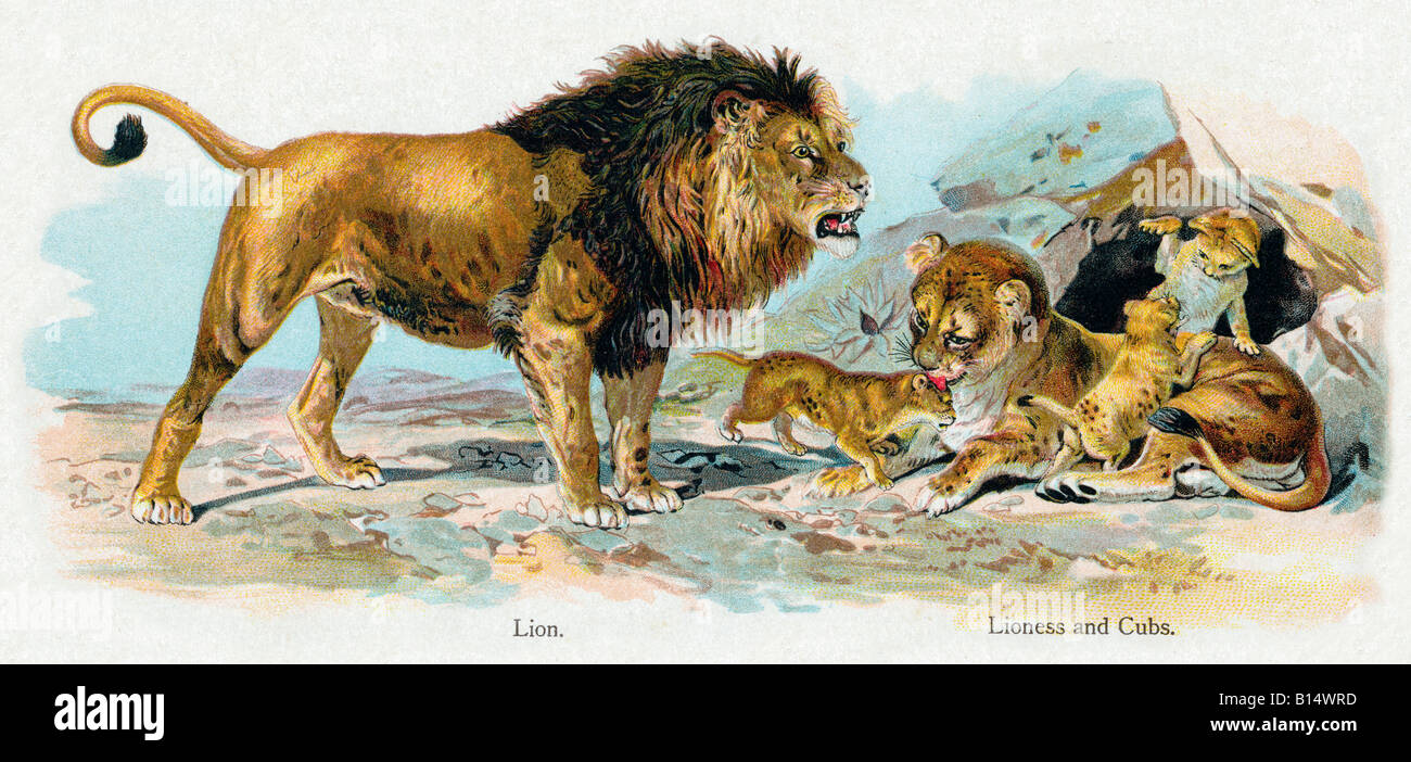 Lioness and Cubs Antique Print 1860s Hand Coloured Engraving Natural History Home Decor Wall Hanging