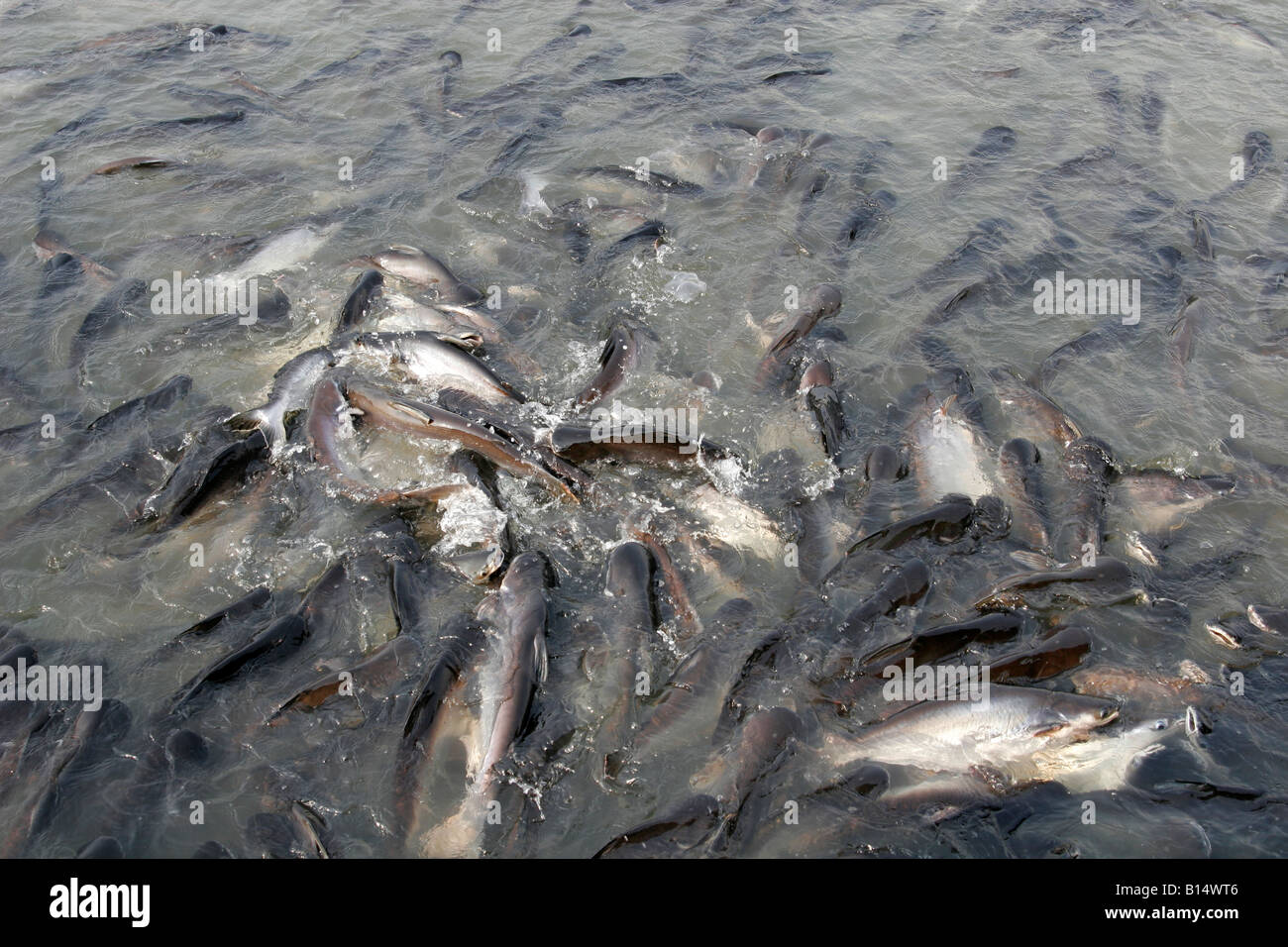 Fish farming in Thailand, South East Asia Stock Photo Alamy