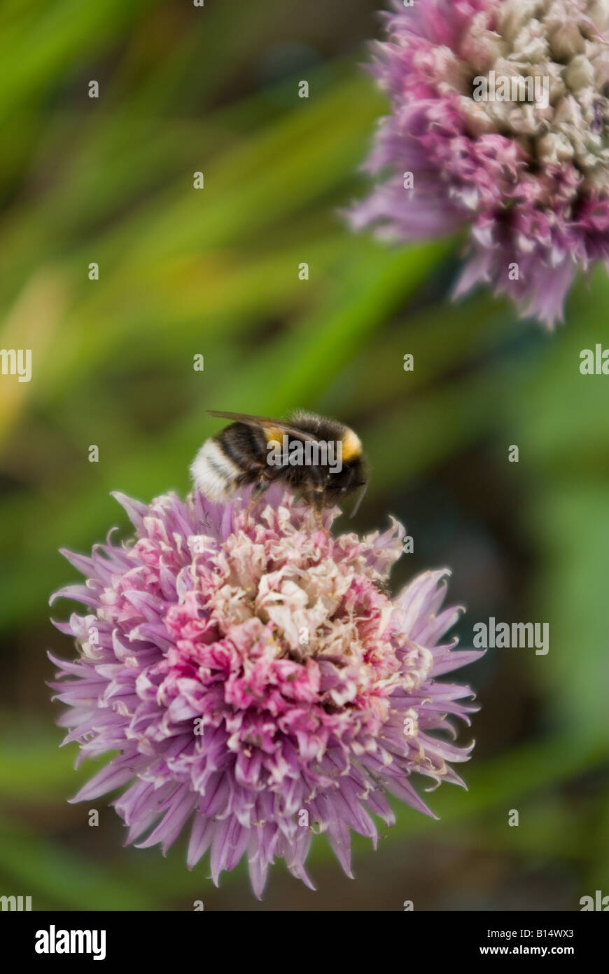 Bee on chive Stock Photo - Alamy