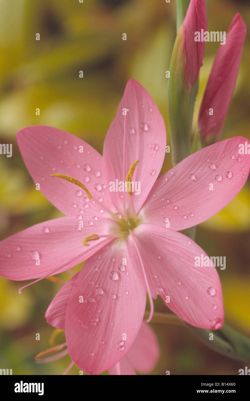 Hesperantha coccinea syn. Schizostylis coccinea 'Sunrise' AGM (Kaffir lily) Stock Photo