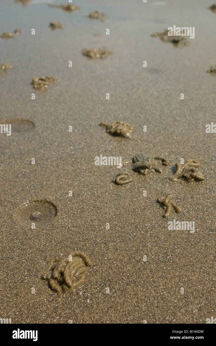 worm casts in the sand Stock Photo