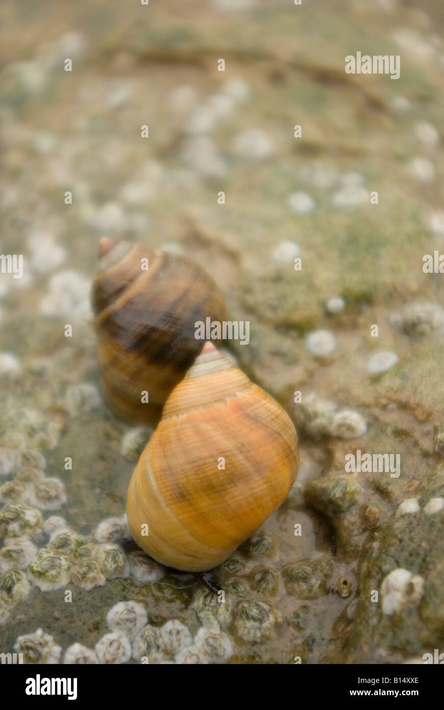 Brown and yellow winkles Stock Photo