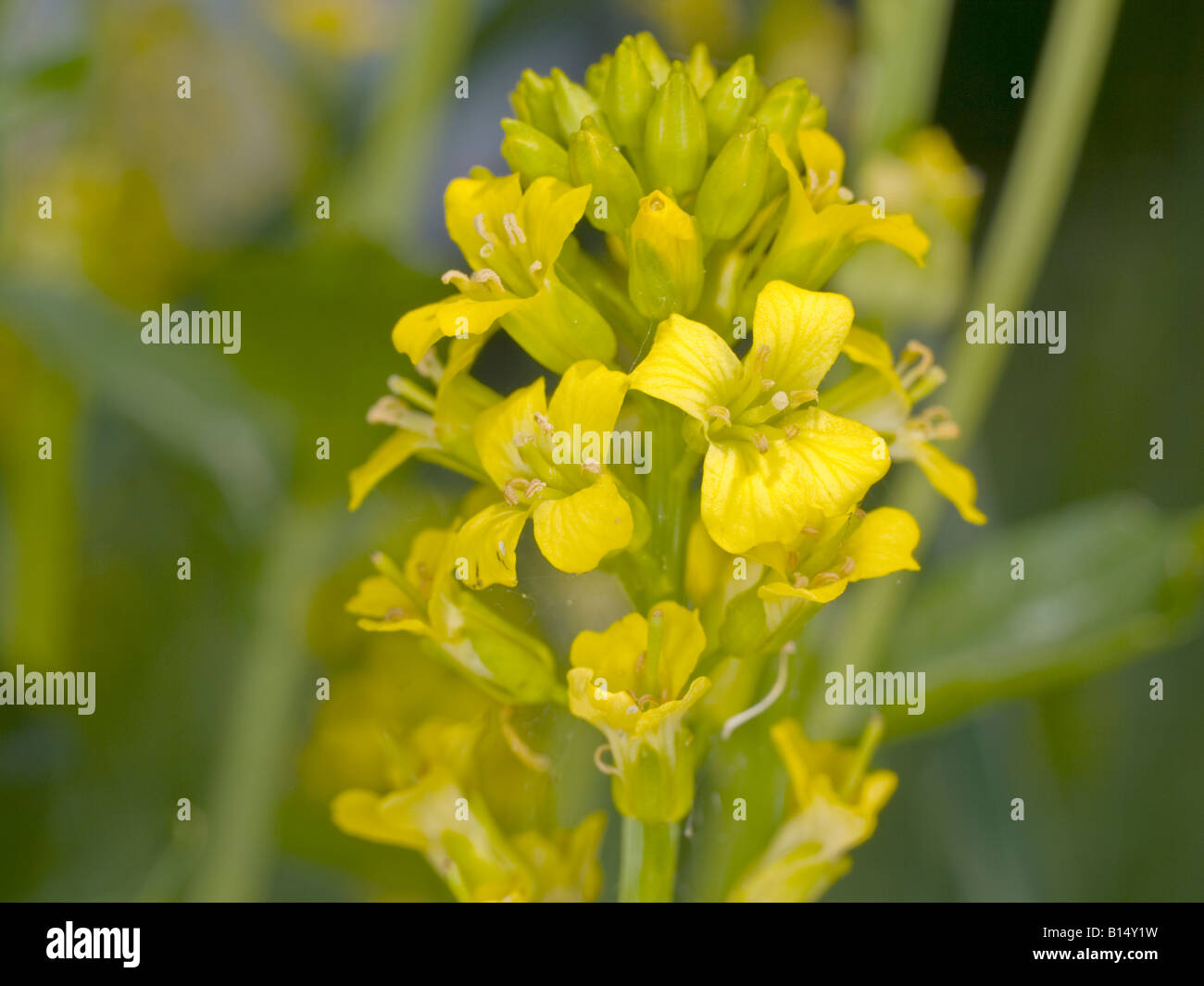 Close up of Wintercress Barbarea vulgaris (Brassicaceae) Stock Photo