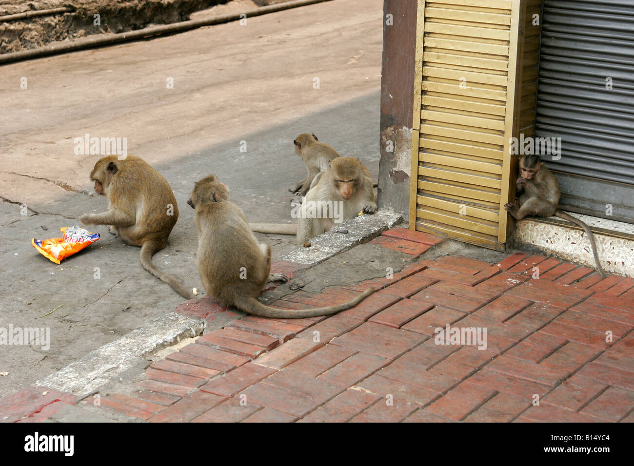 Macaque monkey eating chips on the street, Lopburi, Thailand Stock Photo -  Alamy