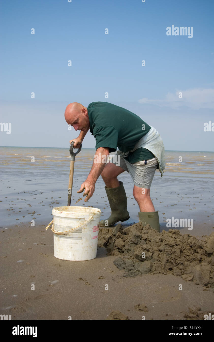 Collecting Lugworms Stock Photo