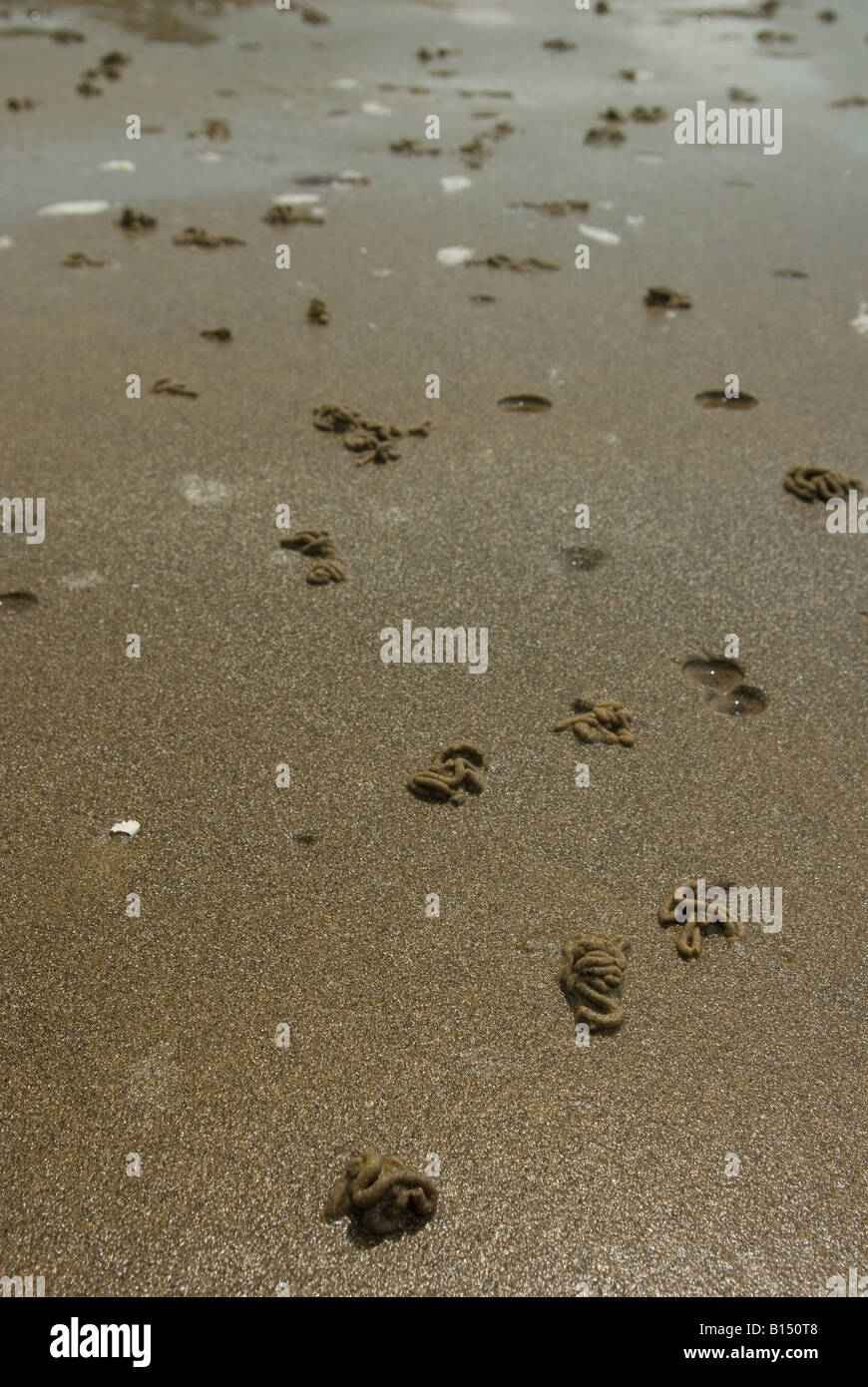 Worm casts on beach Stock Photo