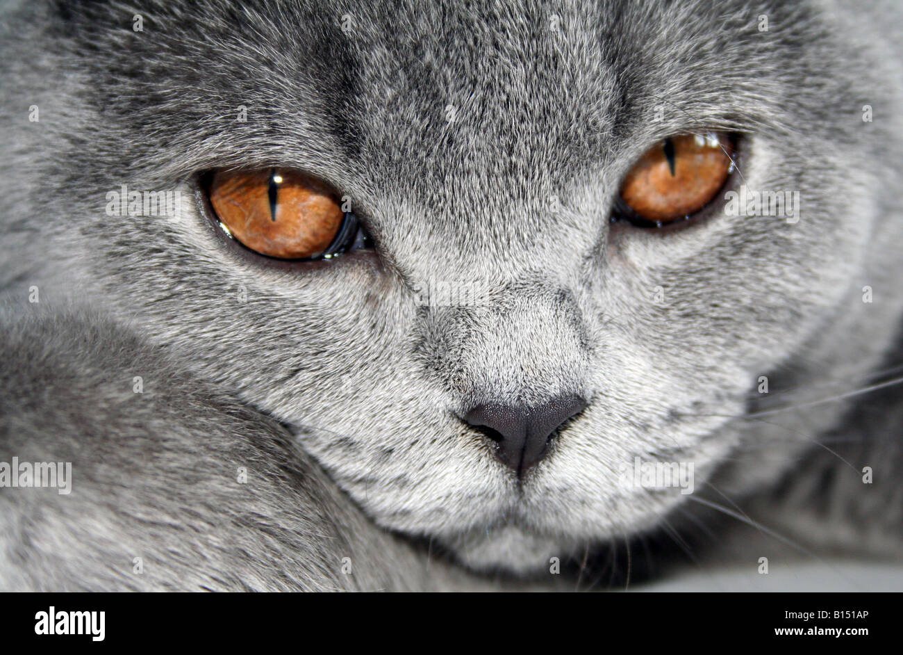 British Blue Kitten Stock Photo Alamy