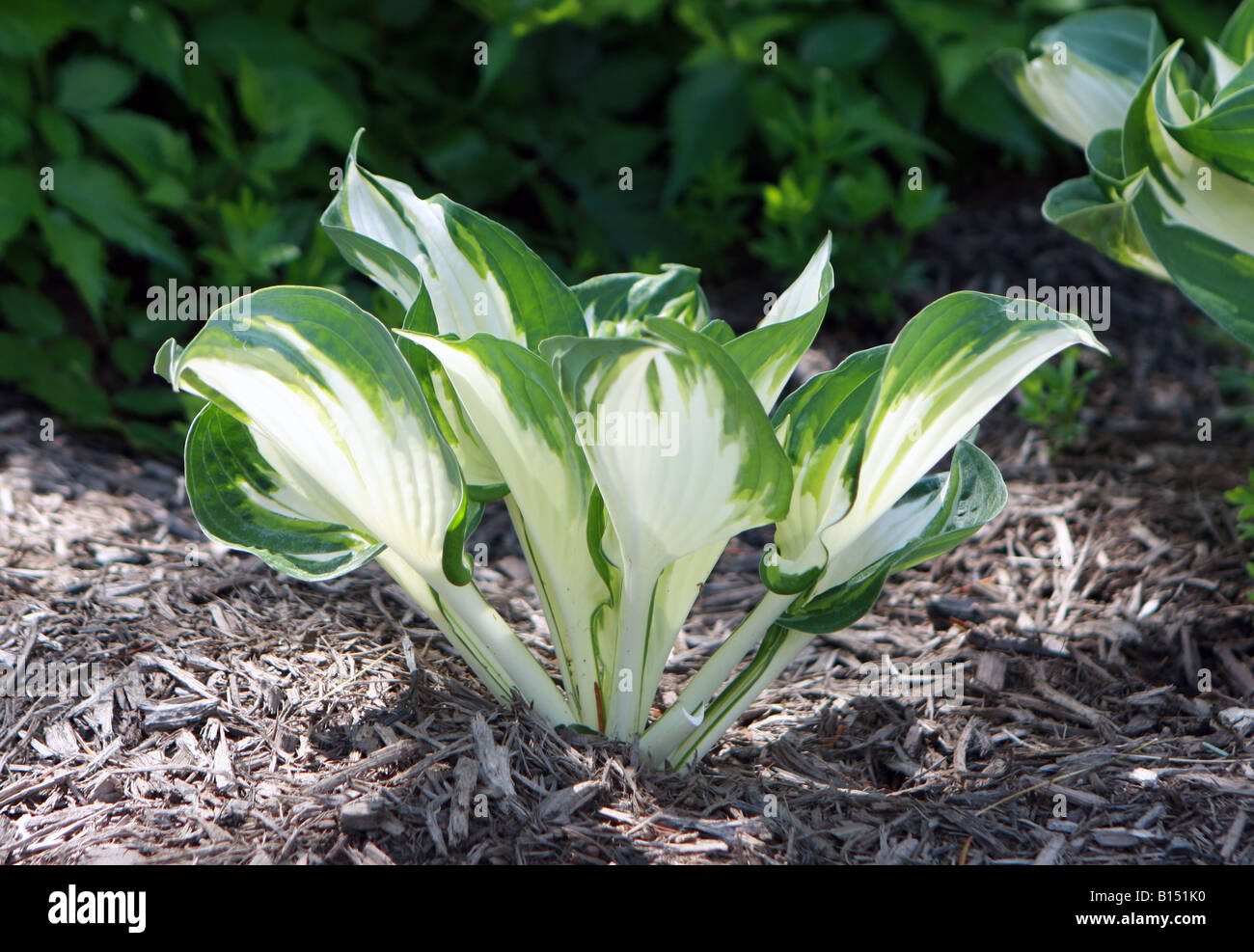 The leaves of a hosta plant. Stock Photo