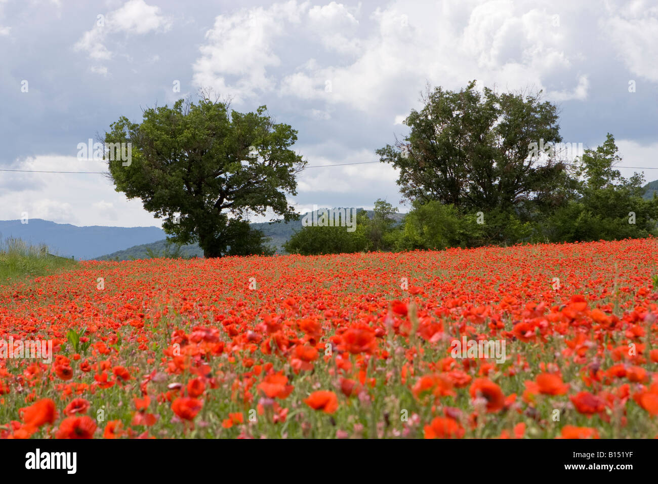 Blue poppies france hi-res stock photography and images - Alamy