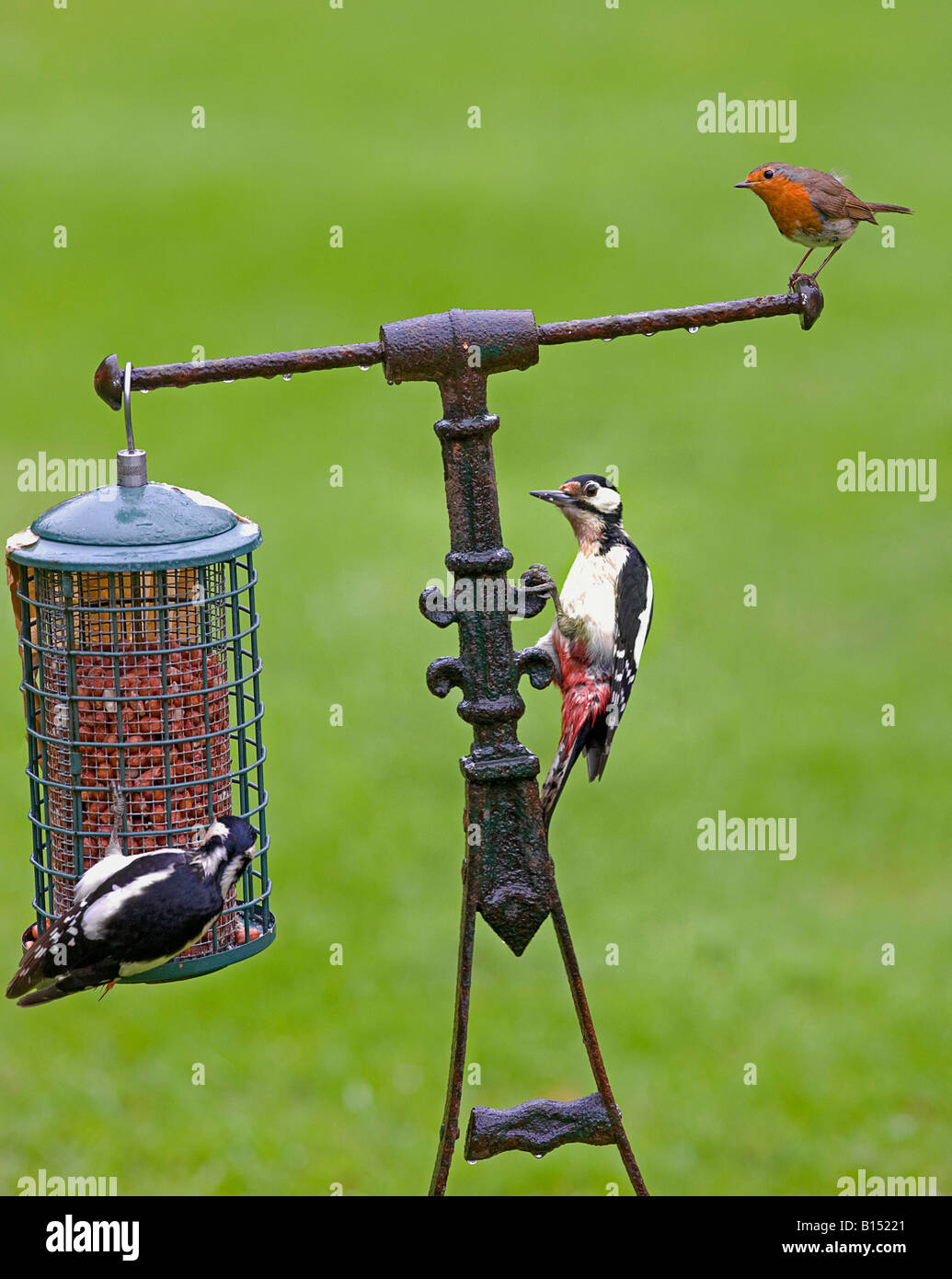 Greater spotted woodpeckers  (Dendrocopos major) with other birds feeding on garden roller. Stock Photo