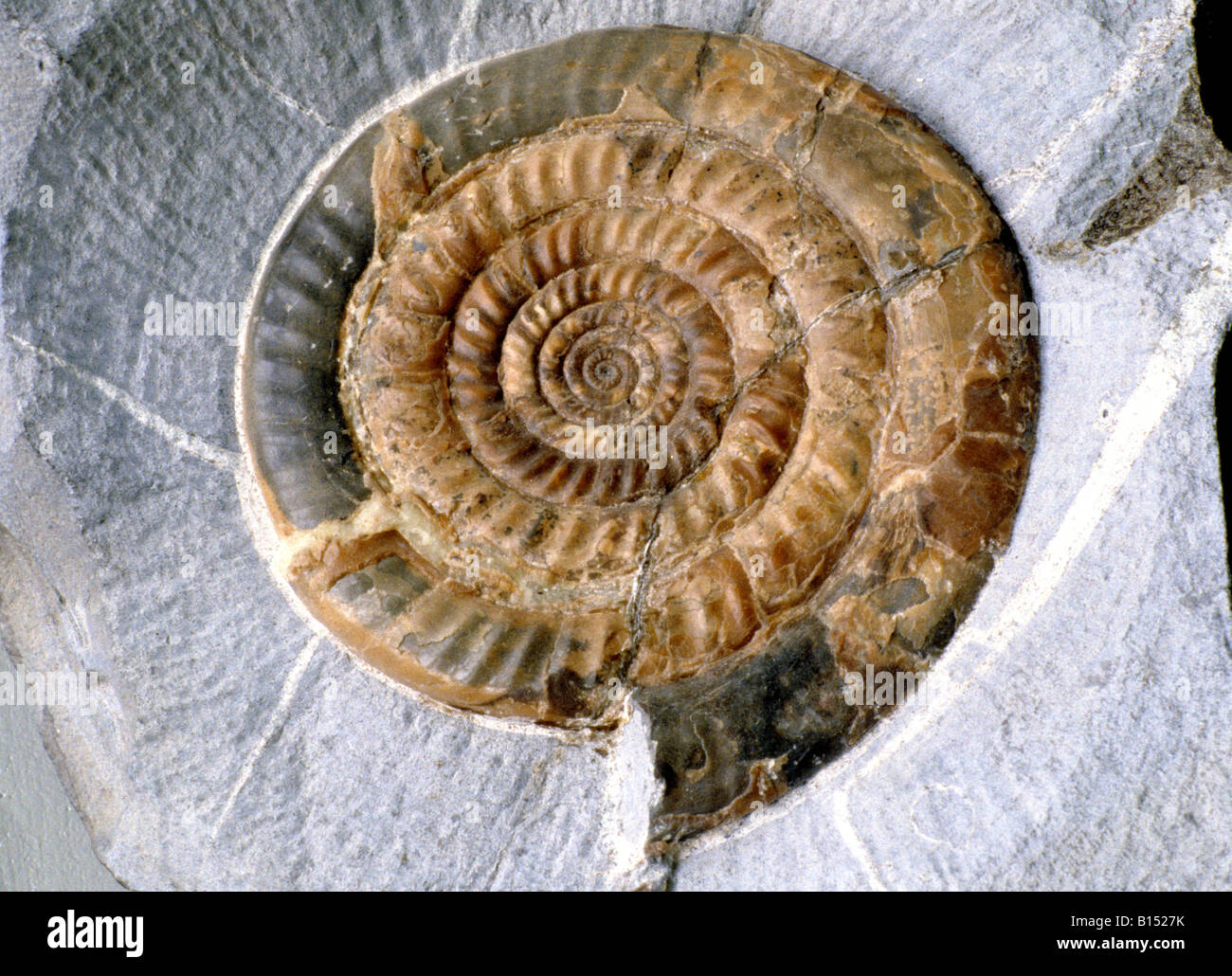 Fossil fossilised ammmonite Lyme Regis Philpot Museum Dorset England UK Stock Photo