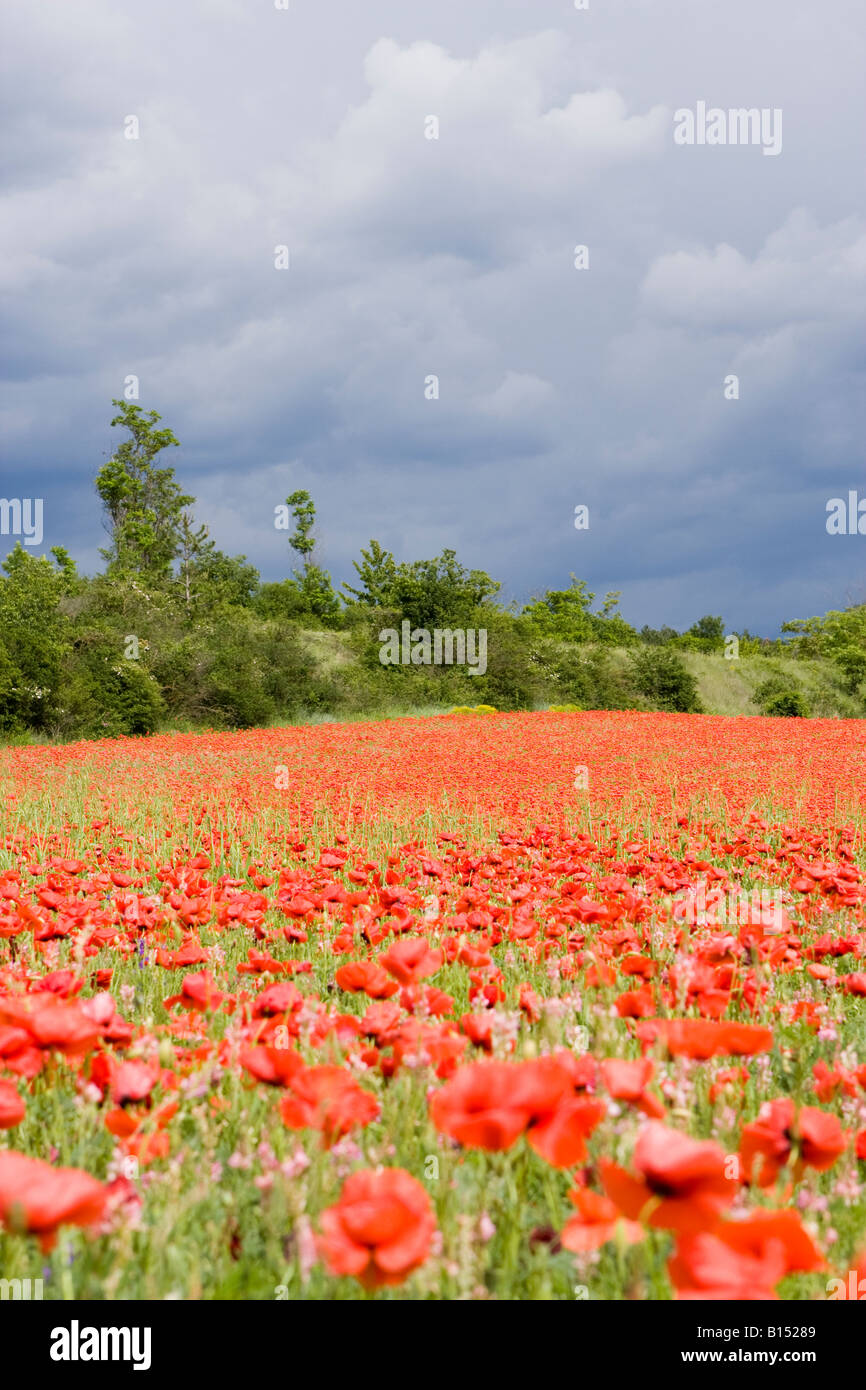 Poppies provence france hi-res stock photography and images - Alamy