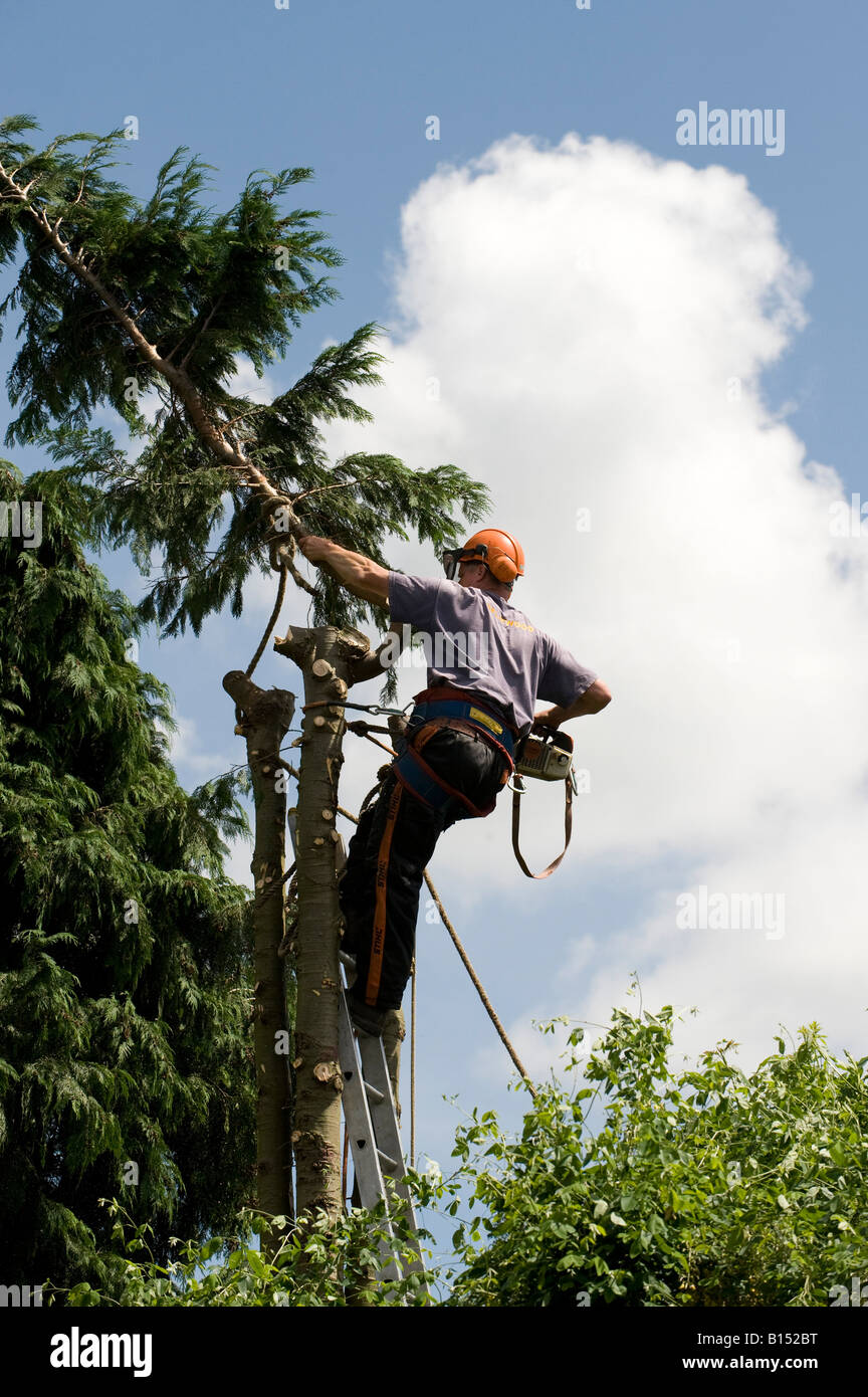 Leylandii conifer tree hires stock photography and images Alamy