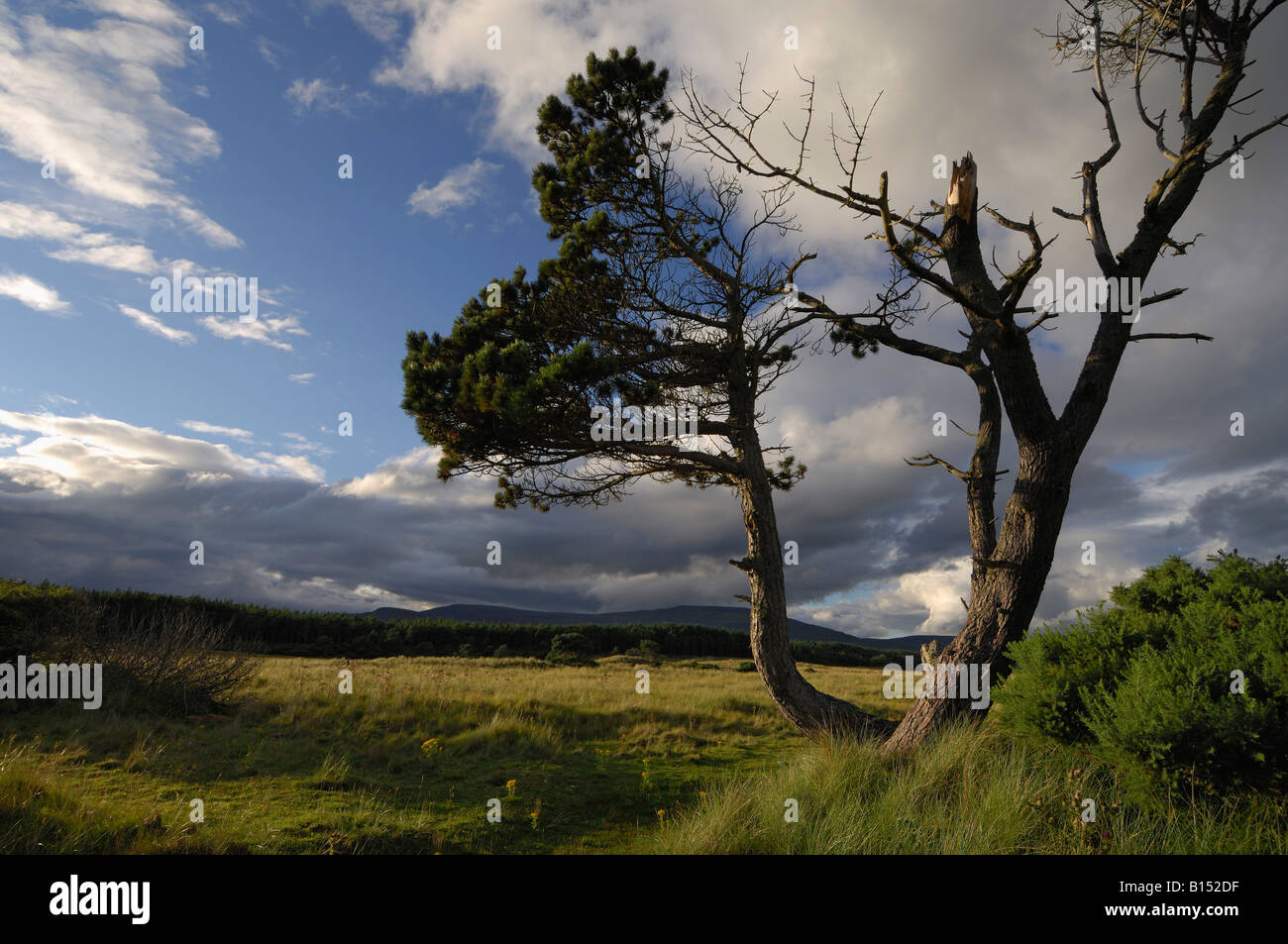 Blasted Scots pines in an open grassy landscape with distant woods and low hills under an evening sky near Golspie Sutherland Stock Photo