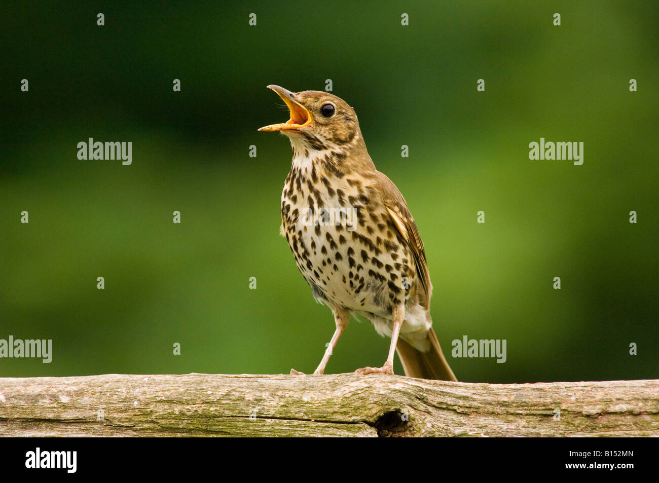 Song Thrush Singing on Perch (Turdus philomelos) in the uk Stock Photo
