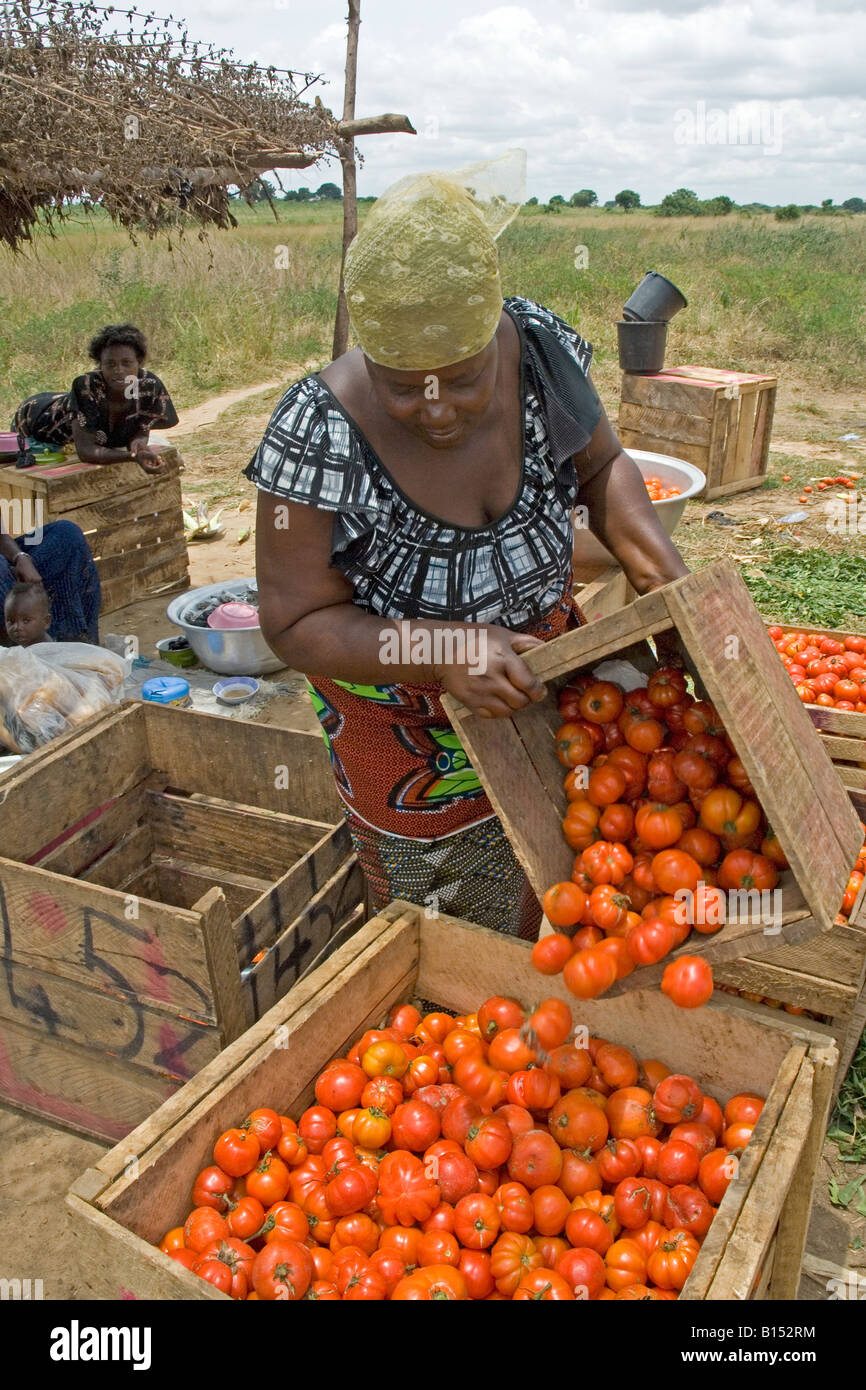 Wholesale traders called 'market queens' control the transport and distribution of tomato Kuluedor Ghana Stock Photo