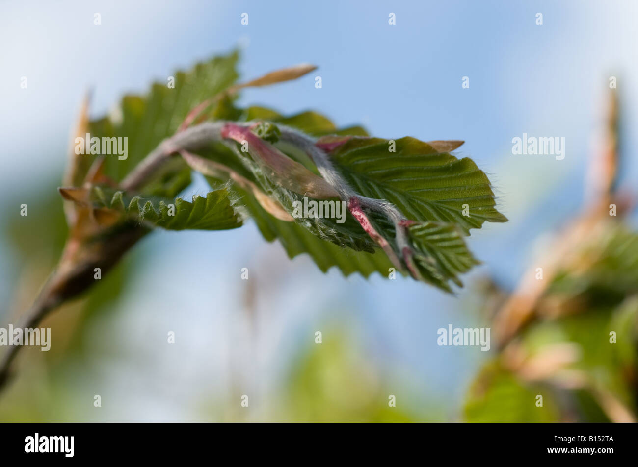 Beech leaf (Fagus sylvatica) unfurling in Spring Stock Photo