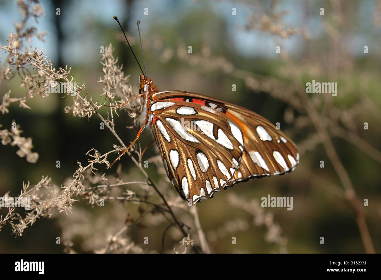 Close Up of brown butterfly with white spots in Florida Stock Photo Alamy