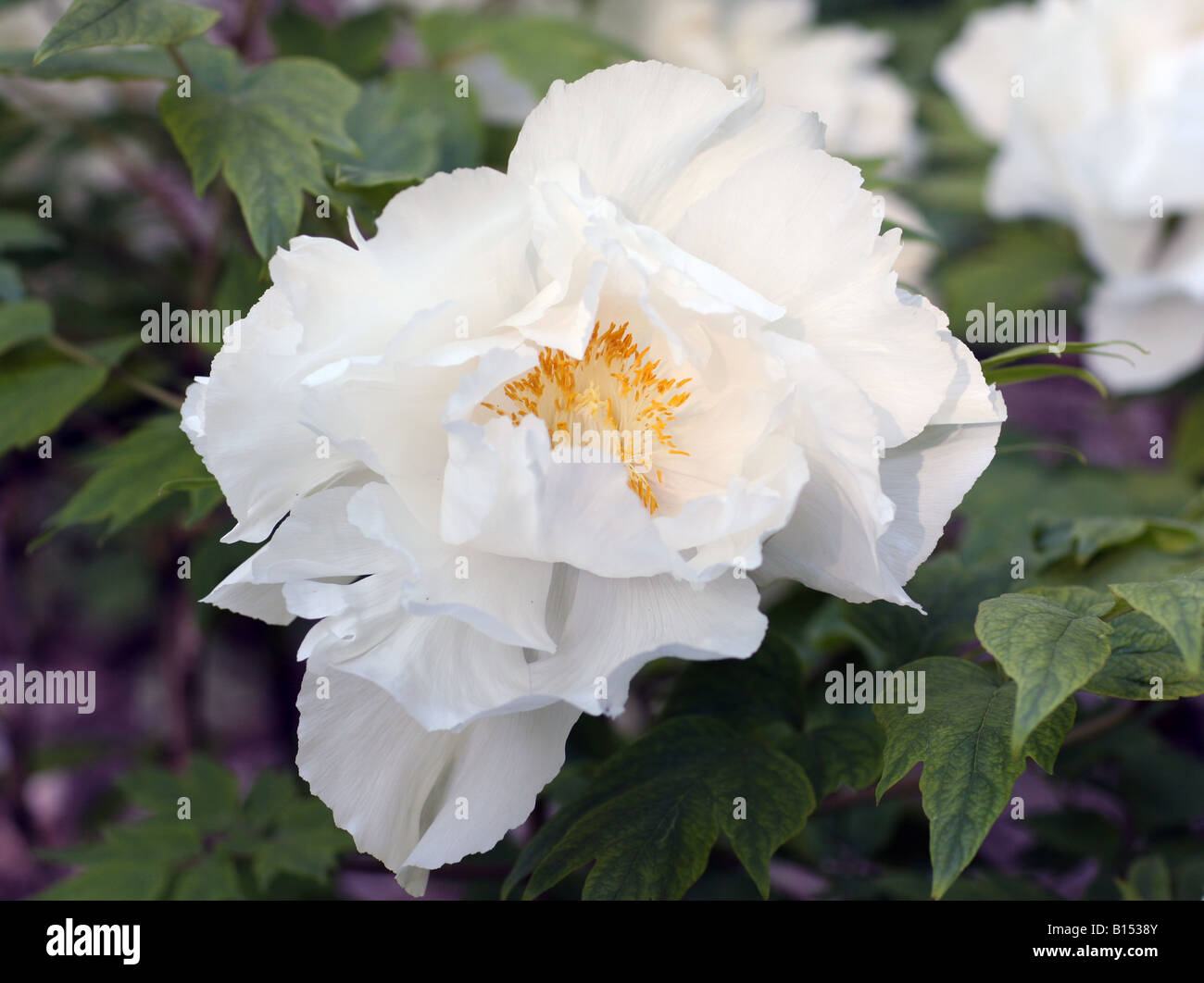 A very large white Paeonia Suffruticosa Renkaku Peony Stock Photo - Alamy