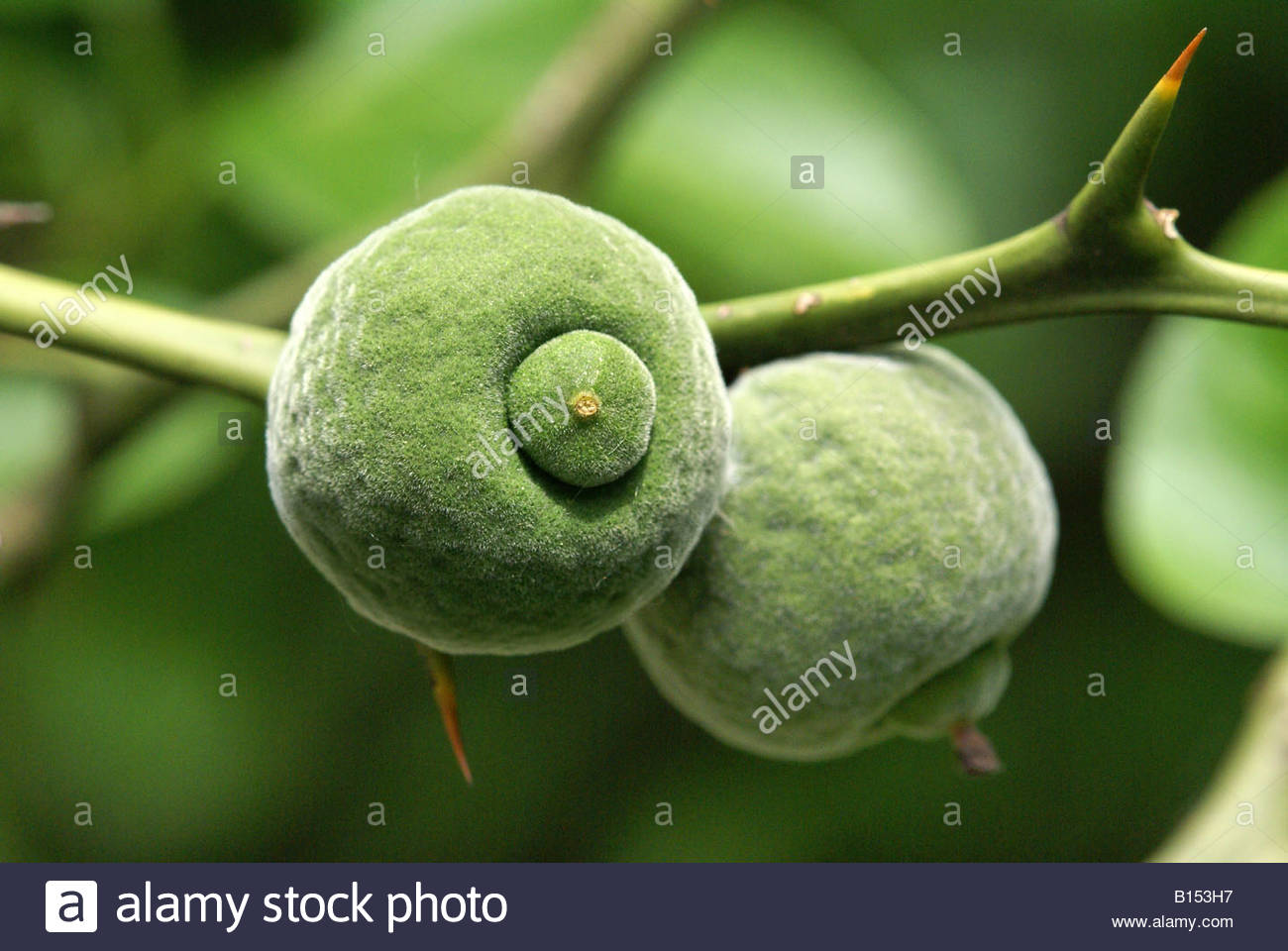Bitter Orange Poncirus Trifoliata High Resolution Stock Photography and