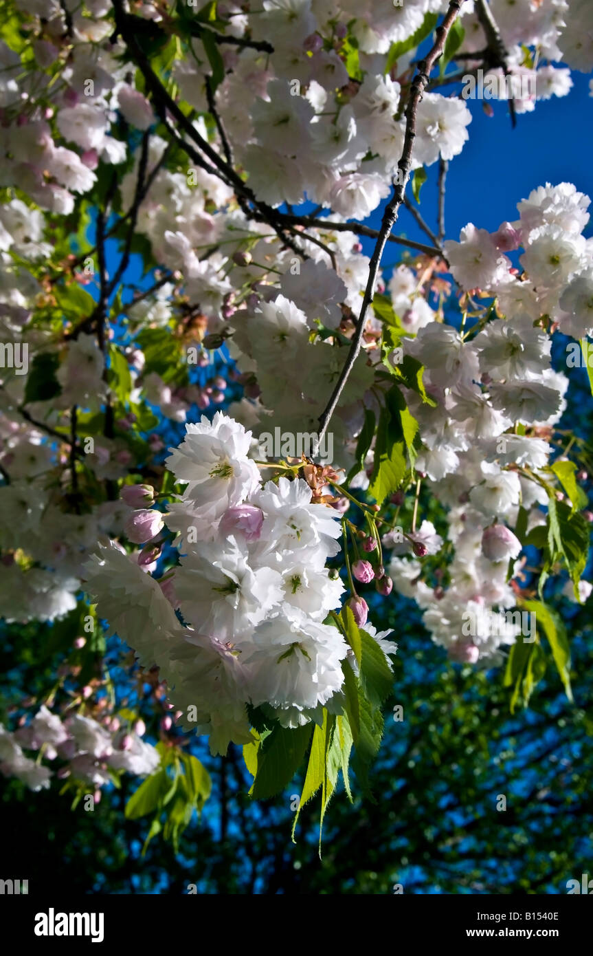 Sunny cherry blossom hi-res stock photography and images - Alamy