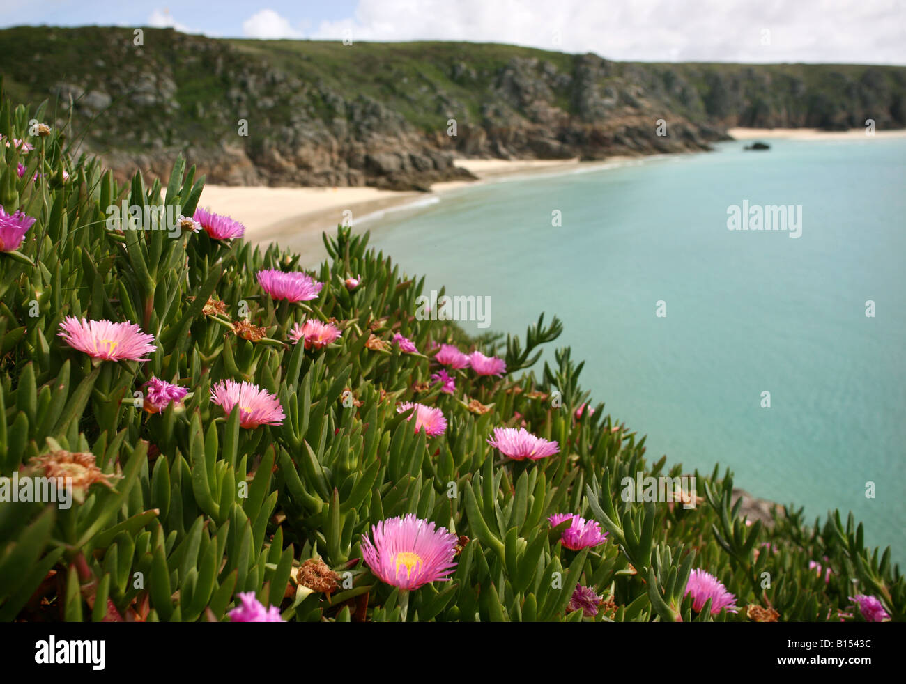 Wild flowers grow on the cliffs above Porthcurno beach, Cornwall Stock