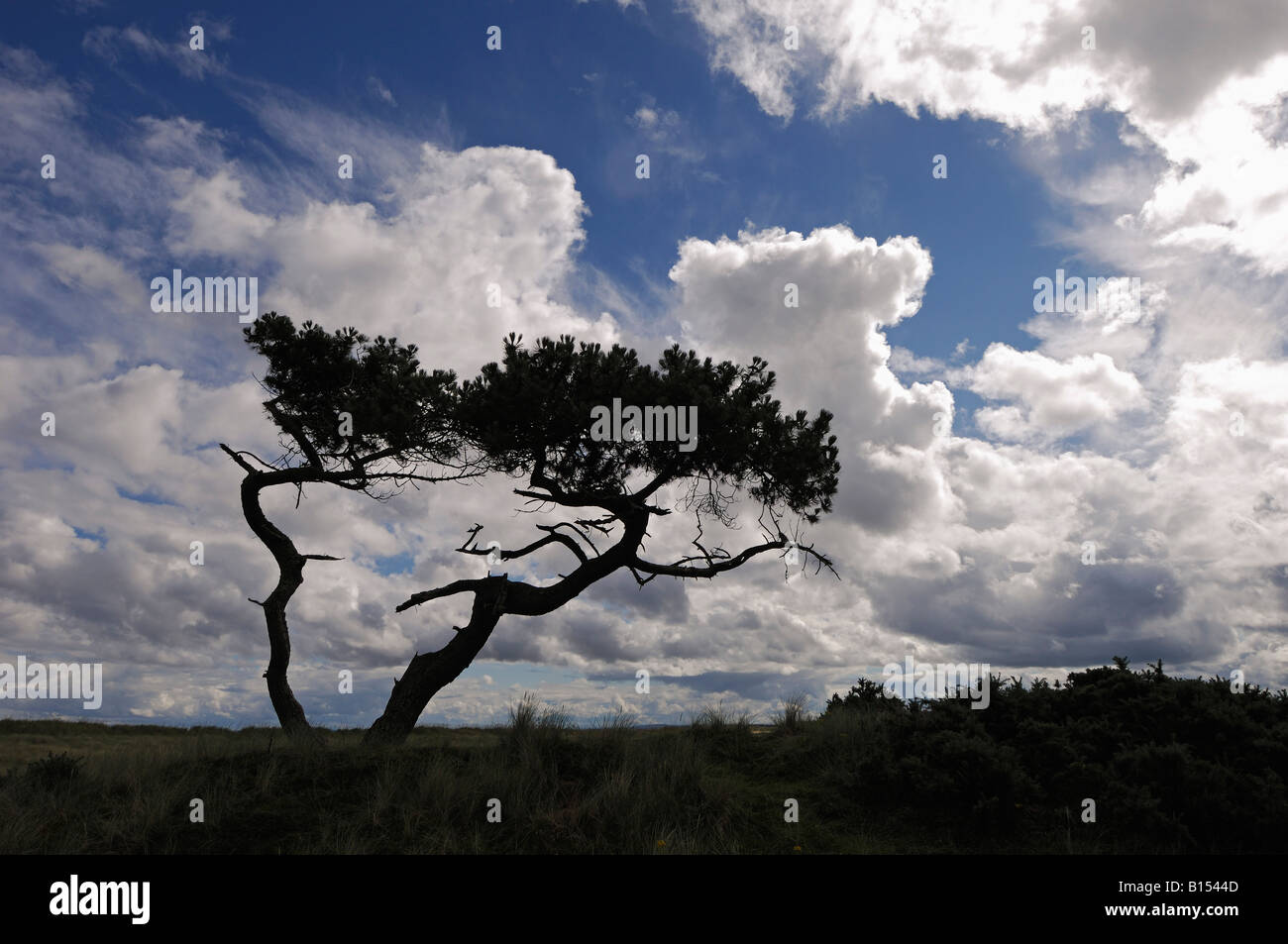 Stunted Scots pines in an open savannah type of landscape under a summer sky near Golspie Sutherland n e Scotland Stock Photo