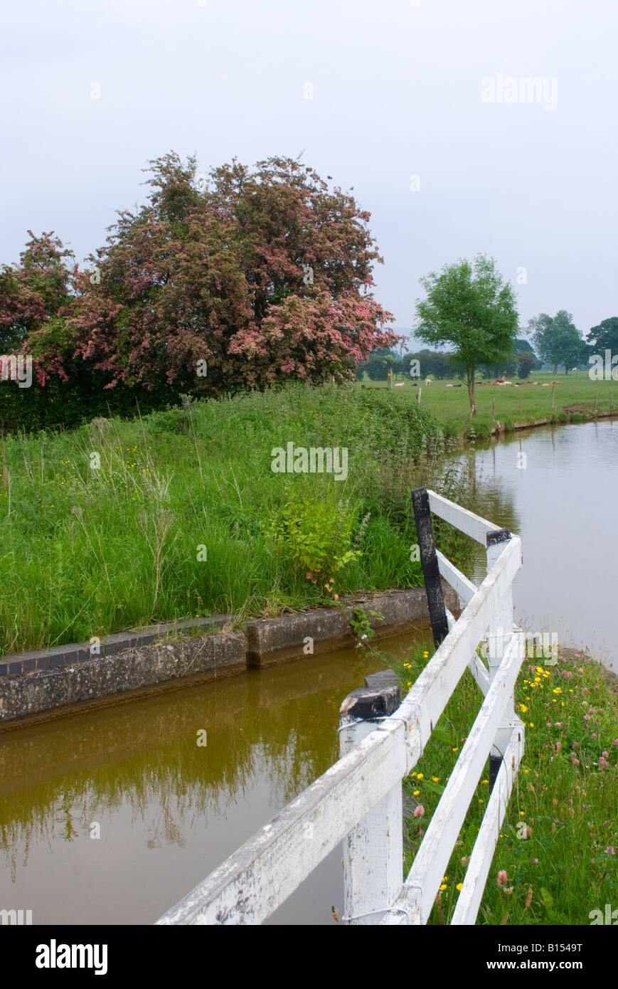 Pink Flowering Hawthorn Trees on the Bank of the Trent & Mersey Canal near Hassall Cheshire England United Kingdom Stock Photo
