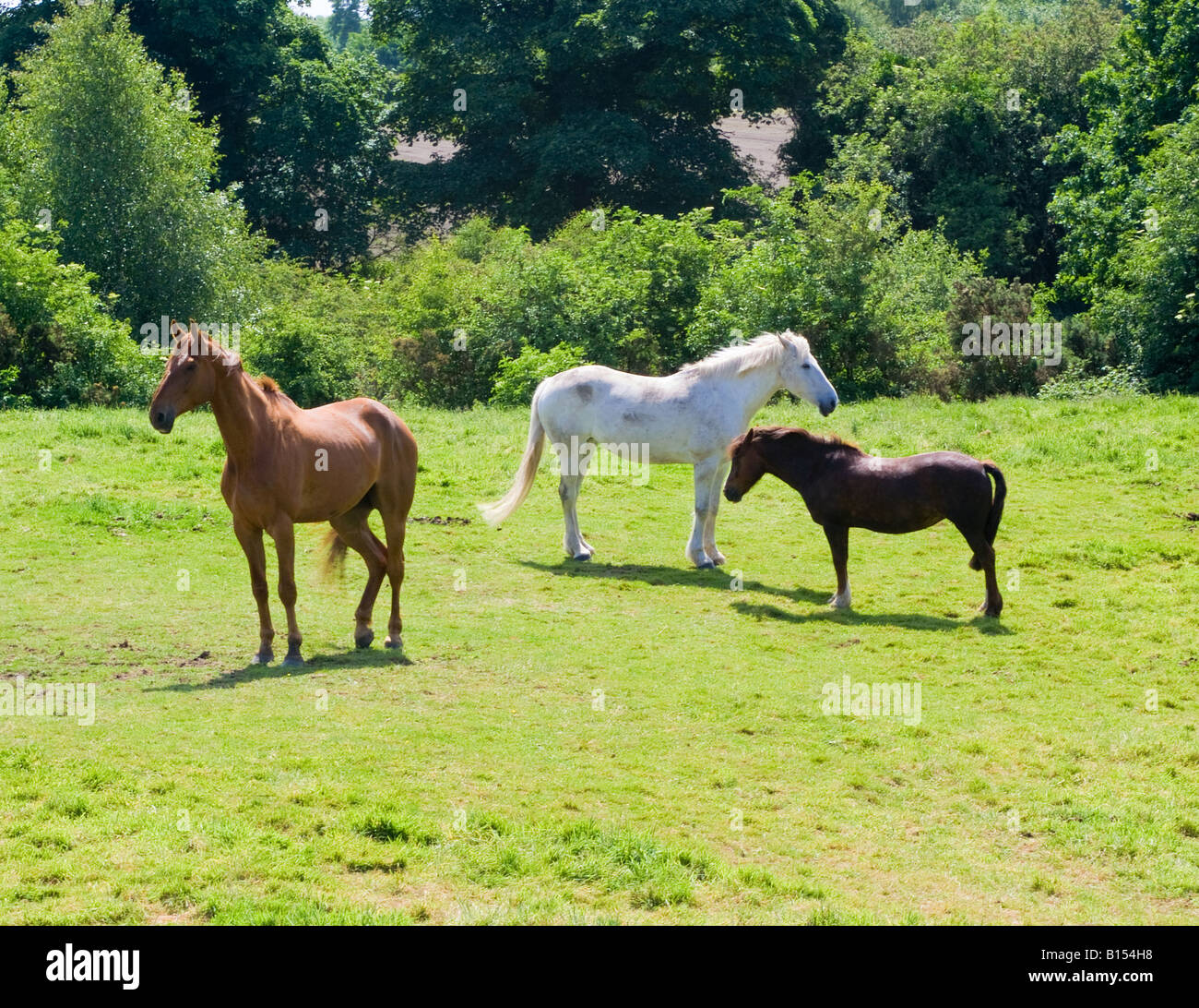 kingdom new lands white horse kingdom new lands white horse
