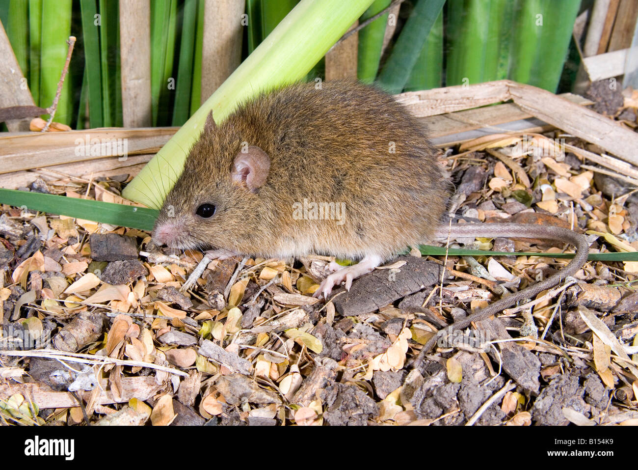 Oryzomys hires stock photography and images Alamy