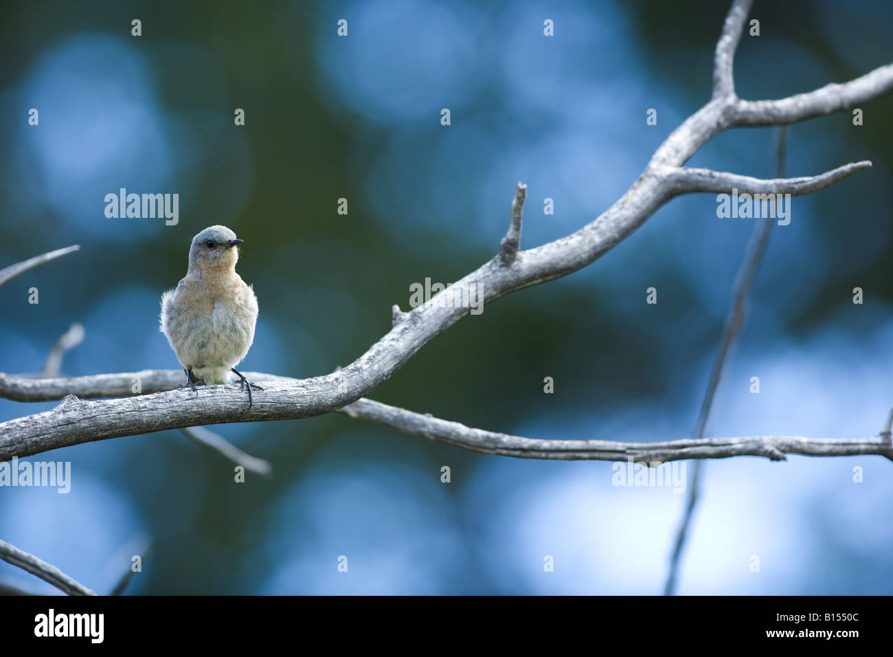 Mountain Bluebird (Sialia currucoides) in Yellowstone National Park