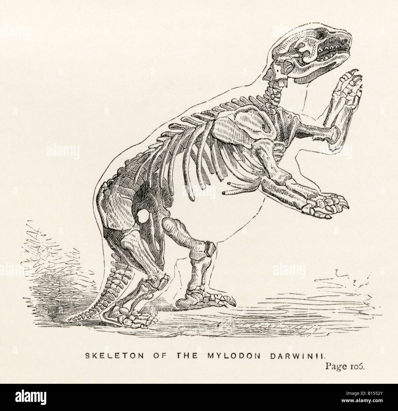 Skeleton of Mylodon Darwinii.  From the book Journal of Researches by Charles Darwin. Stock Photo