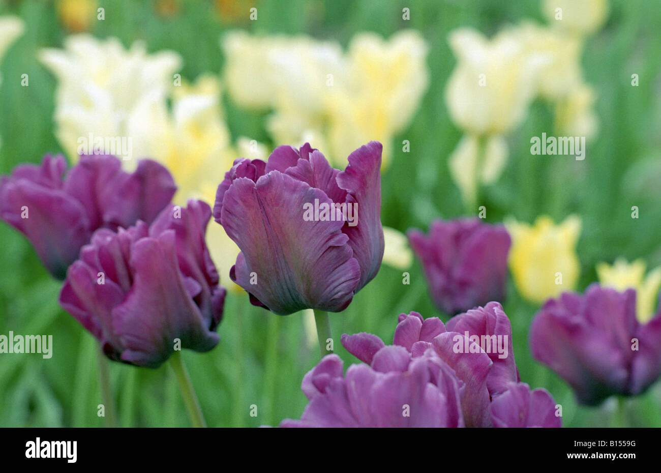 tulips in garden Stock Photo - Alamy